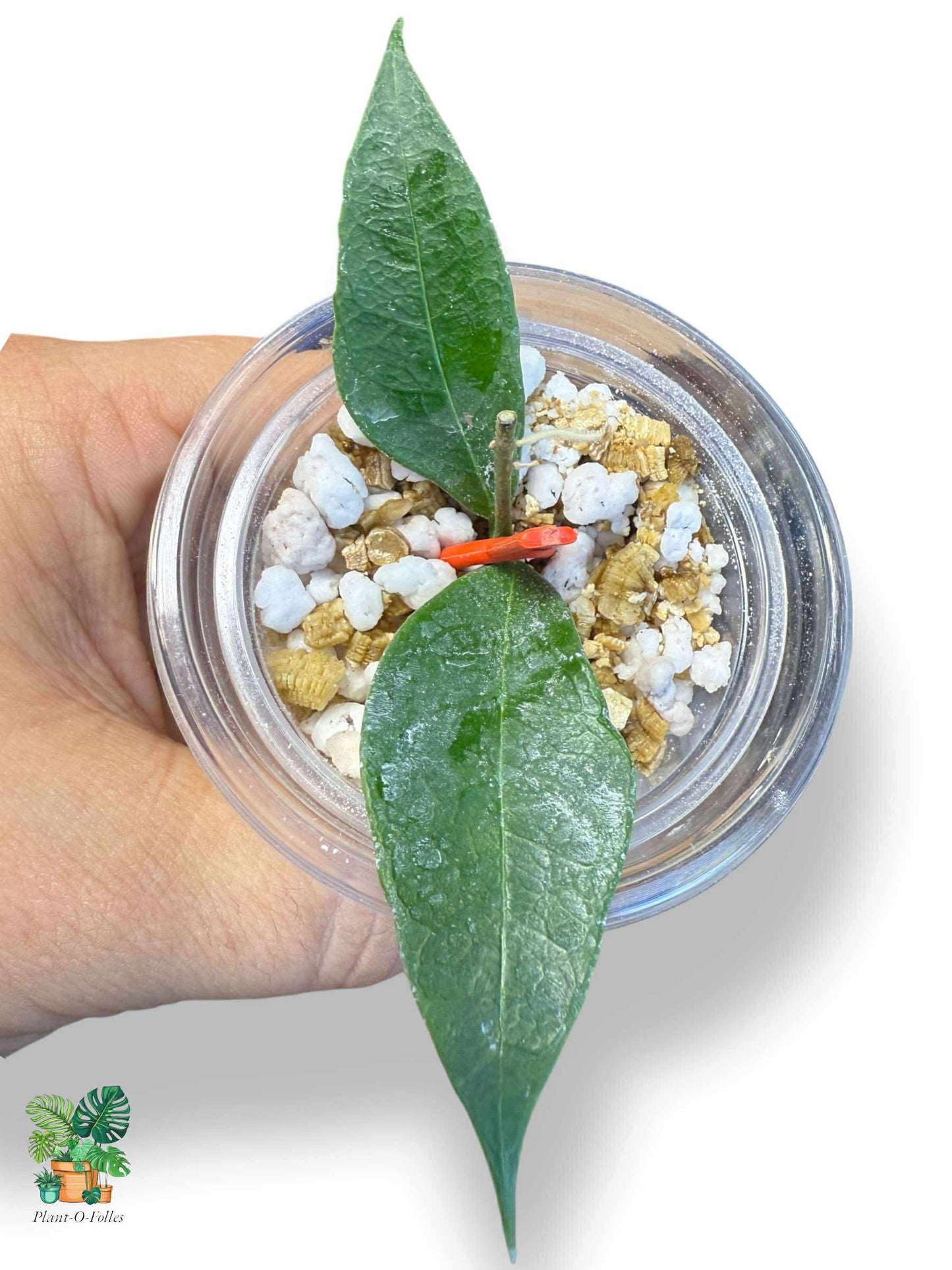 Hoya sp Garut Flower Bell: Hoya tropical rara con flores en forma de campana