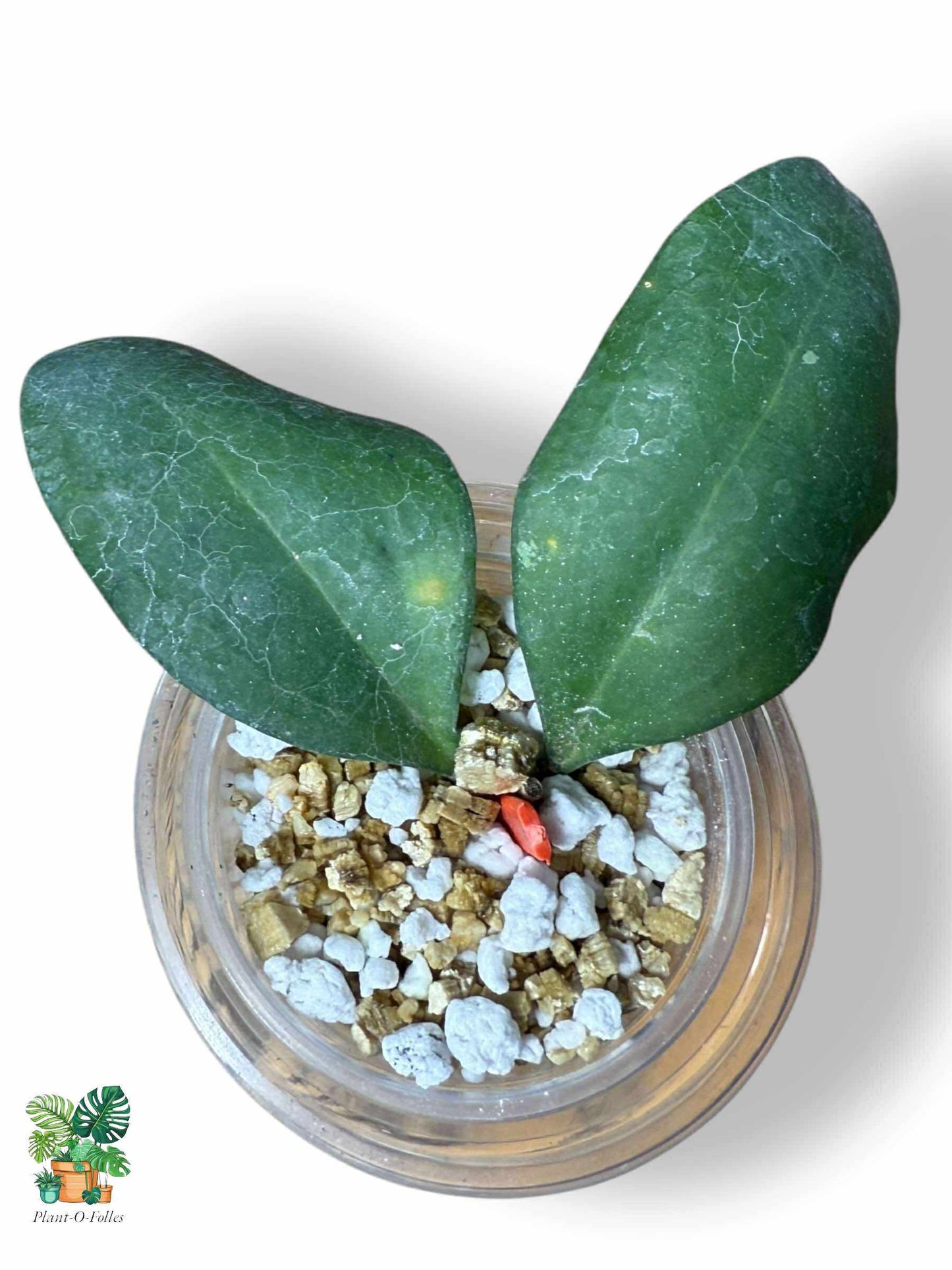 Hoya batutikarensis: rara hoya tropical con un follaje llamativo