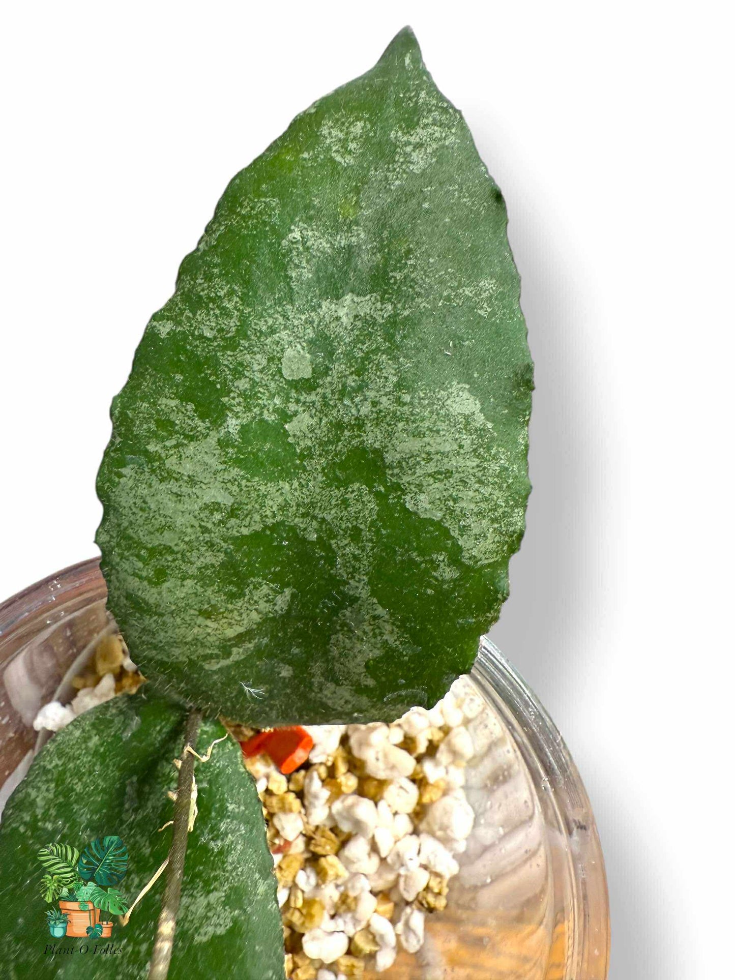 Hoya caudata, aroidea variegada rara, planta tropical de interior, planta de interior con hojas de flecha para coleccionistas.