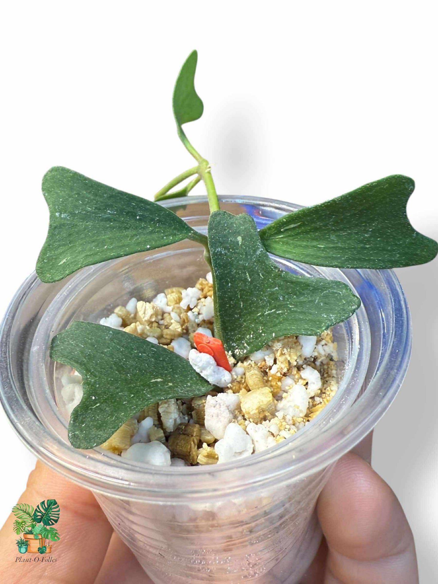 Hoya manipurensis: Hoya tropical rara con un follaje impresionante