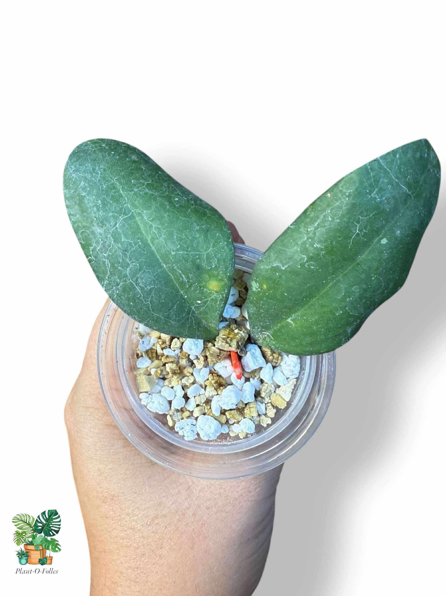 Hoya batutikarensis: rara hoya tropical con un follaje llamativo