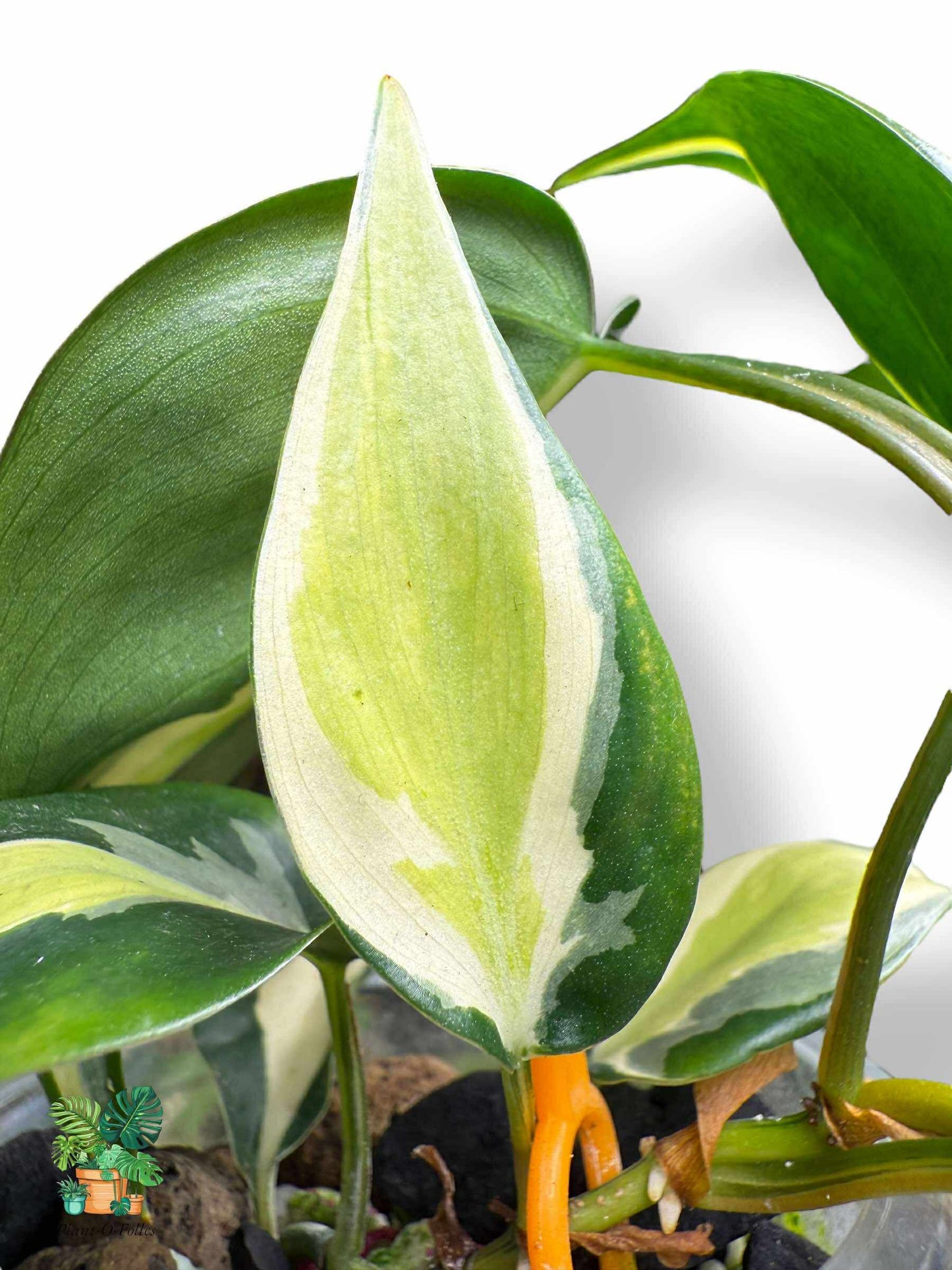 Philodendron Silver Stripe: filodendro tropical con follaje llamativo