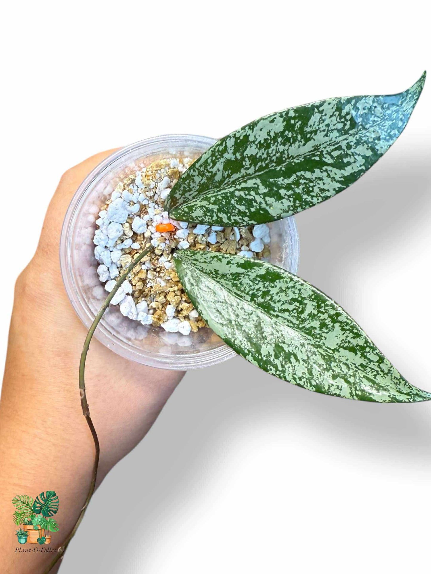 Hoya pubicalyx 'Silver Spot': Hoya tropical poco común con un follaje espectacular