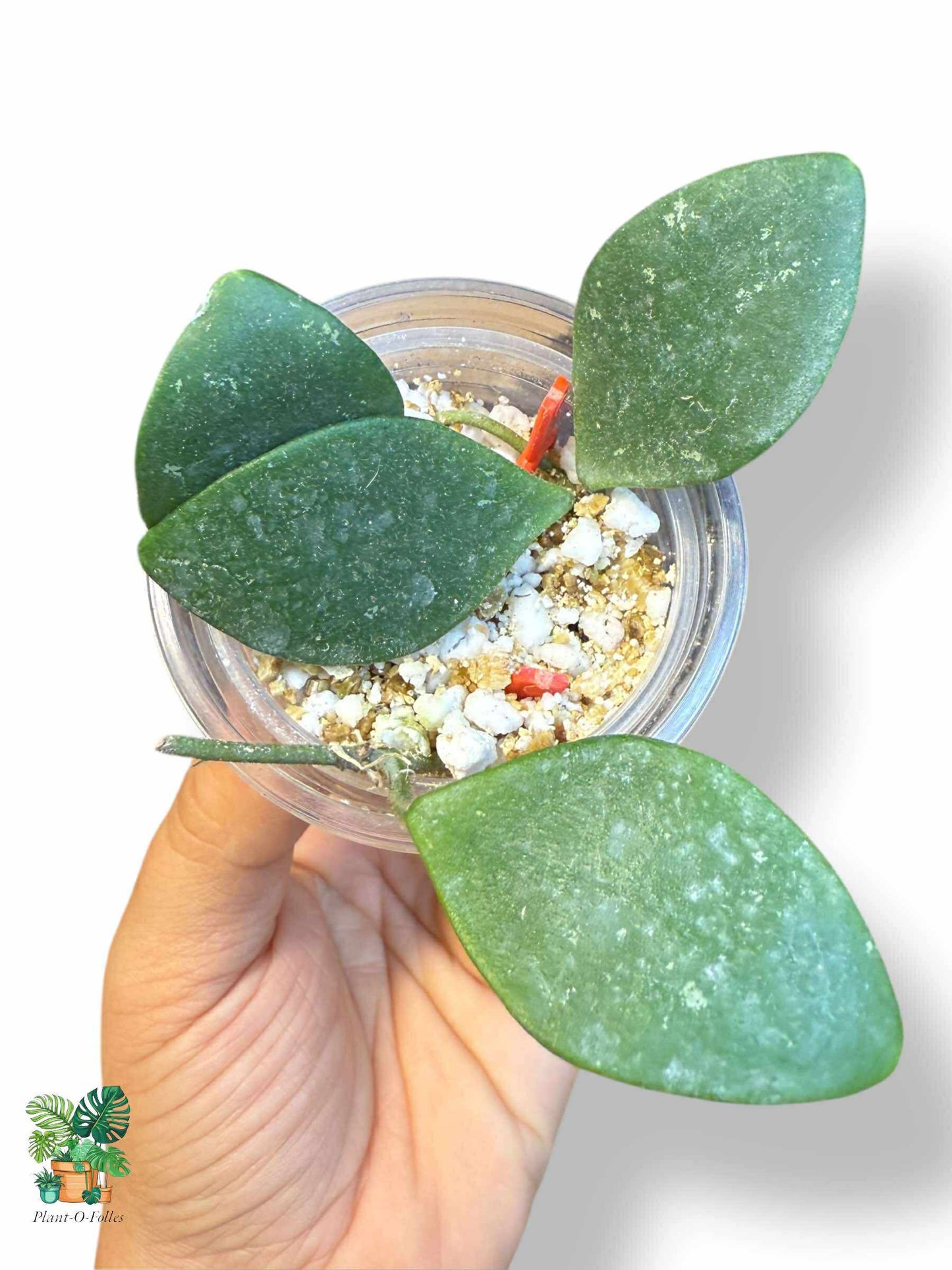 Hoya isabelchanae, Hoya pulchra — Hoya tropicale rare au feuillage époustouflant