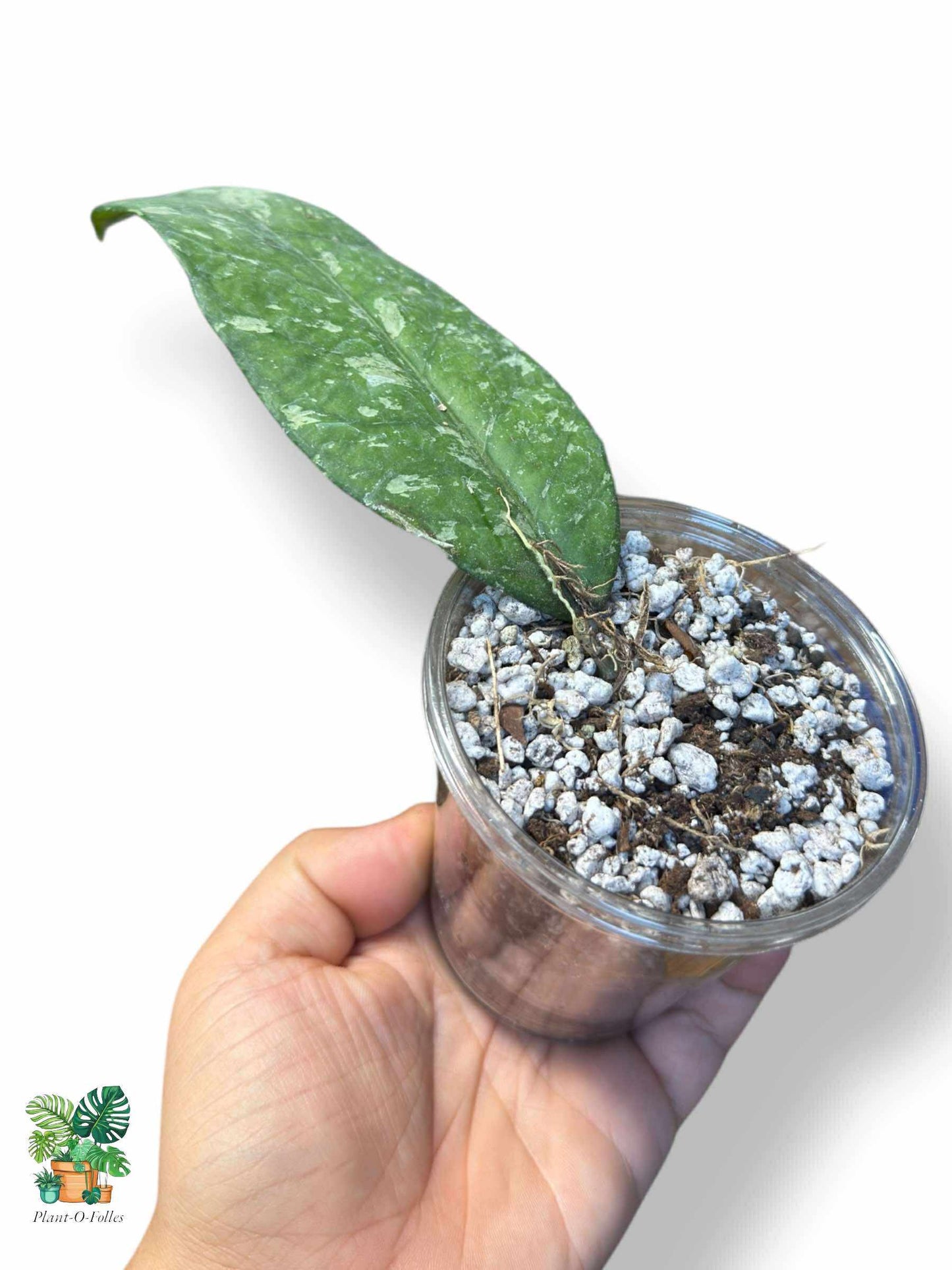 Hoya sp. Aceh AR09 — Hoya tropical rare au feuillage unique