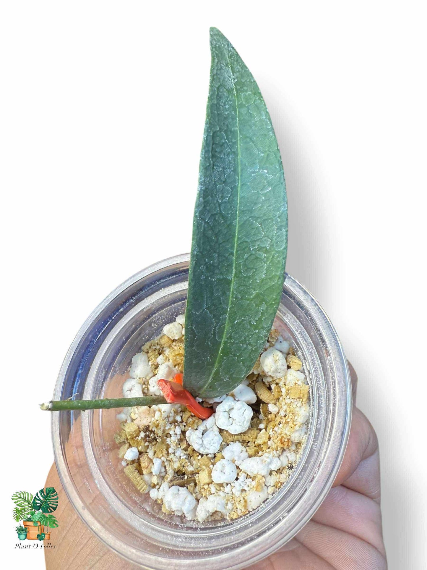Hoya brassii — Hoya tropical rare au feuillage remarquable