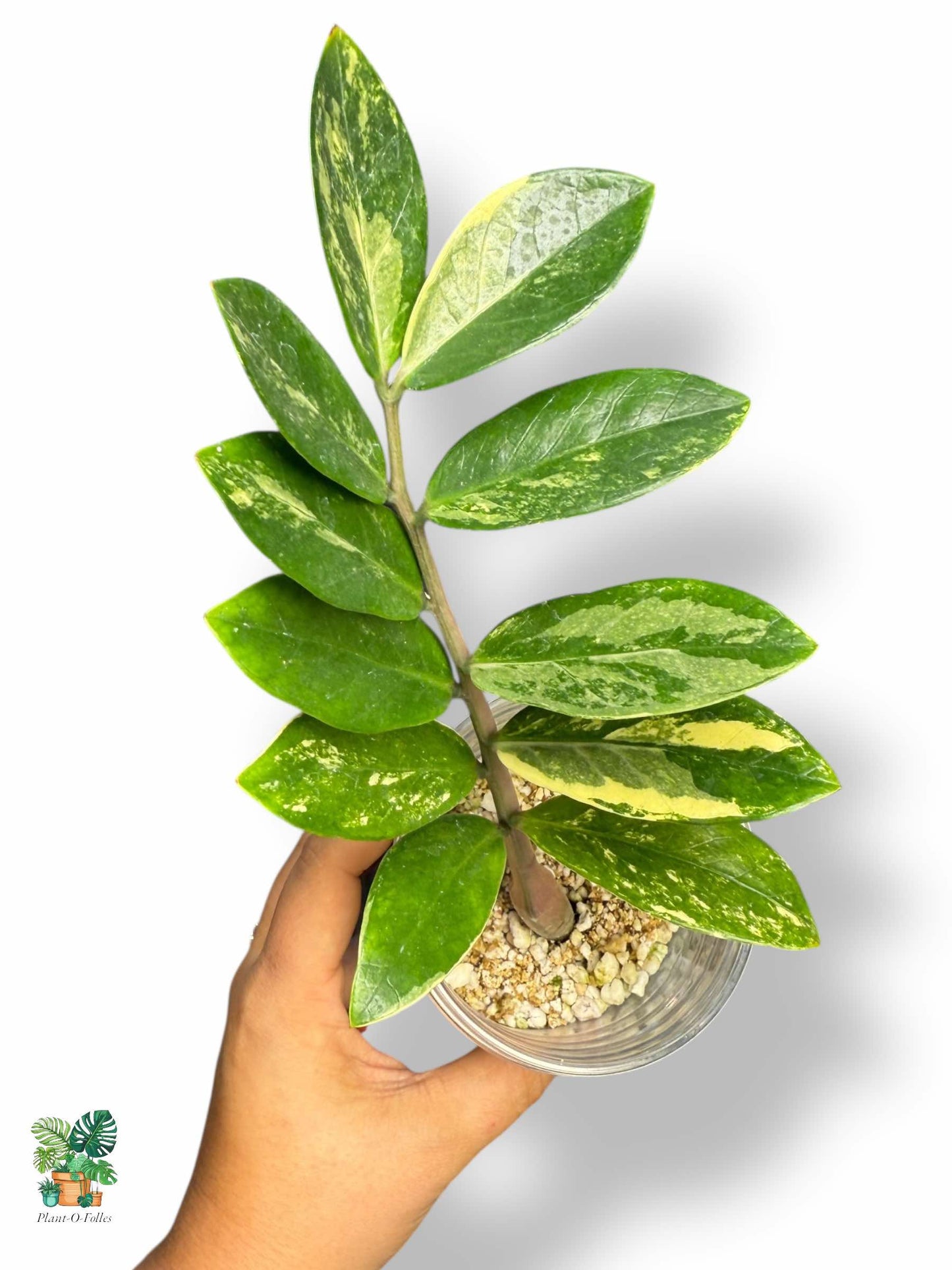 Zamioculcas zamiifolia Variegata — Rare Tropical ZZ Plant with Variegated Foliage