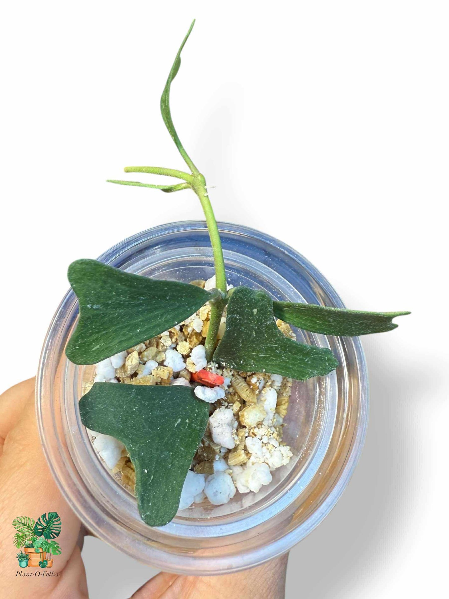 Hoya manipurensis: Hoya tropical rara con un follaje impresionante