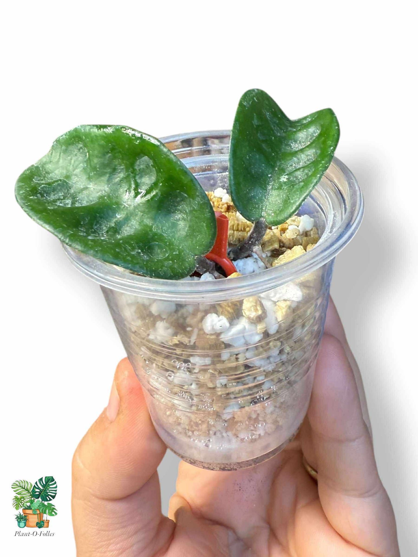 Hoya carnosa Krinkle 8: Hoya tropical rara con follaje arrugado