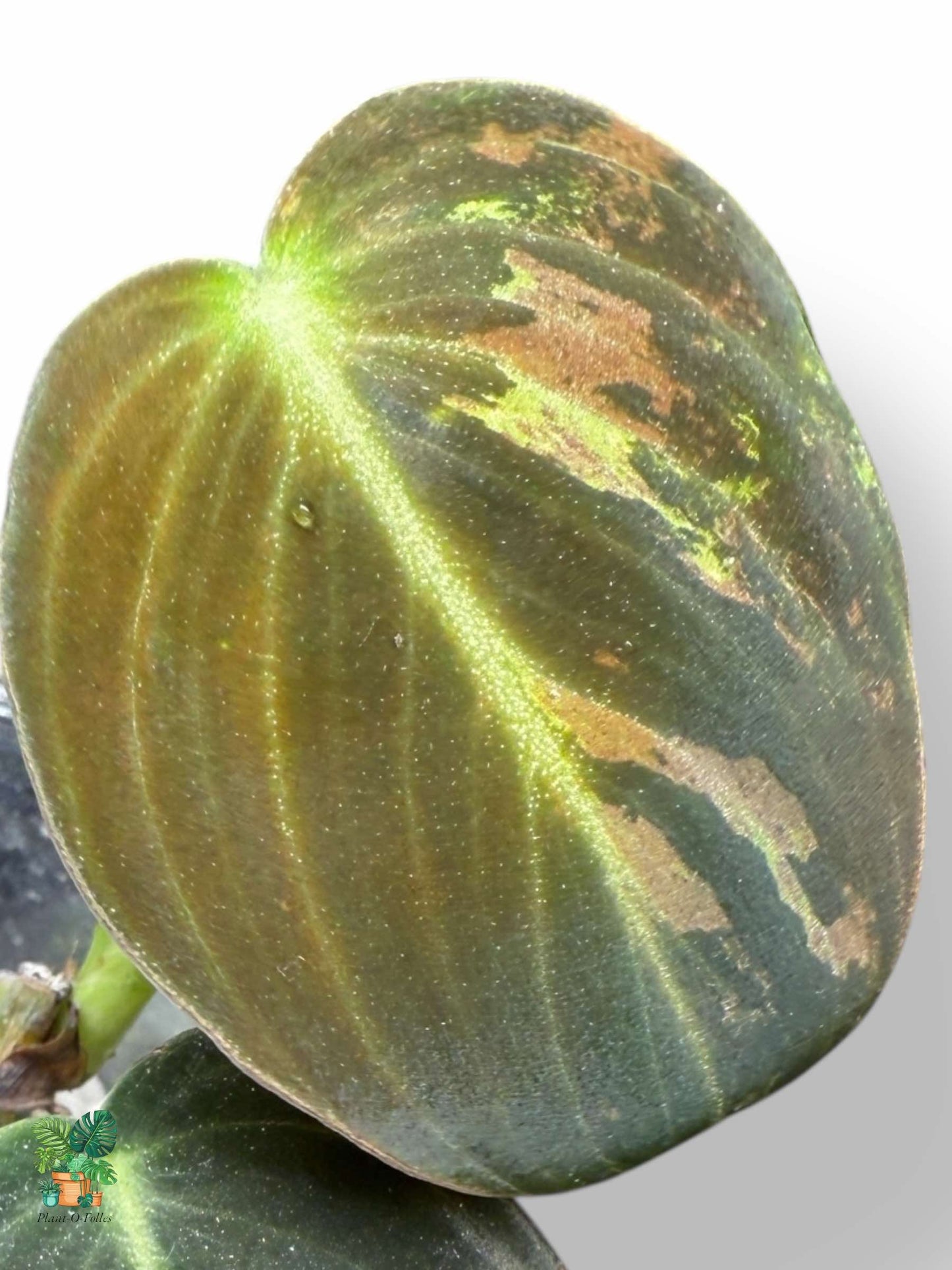 Philodendron melanochrysum Variegata: un raro filodendro tropical con follaje abigarrado.