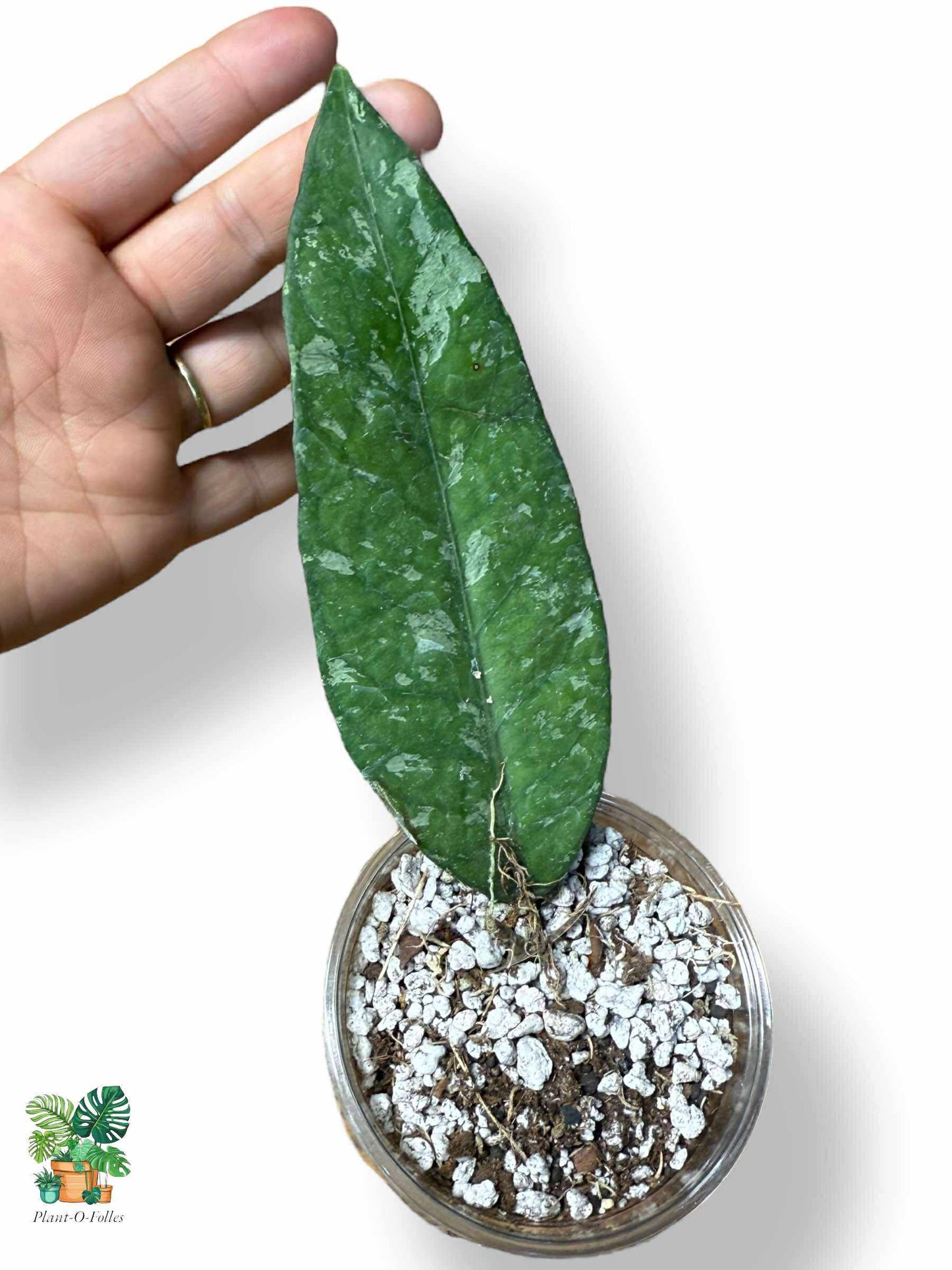 Hoya sp. Aceh AR09 — Hoya tropical rare au feuillage unique