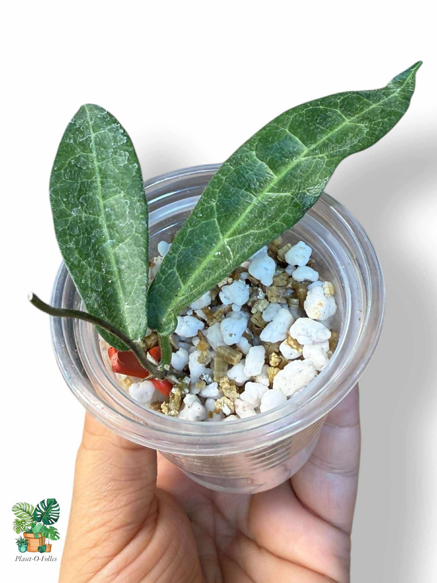 Hoya hypolasia, Aroid panaché rare — Hoya tropical rare avec un feuillage époustouflant
