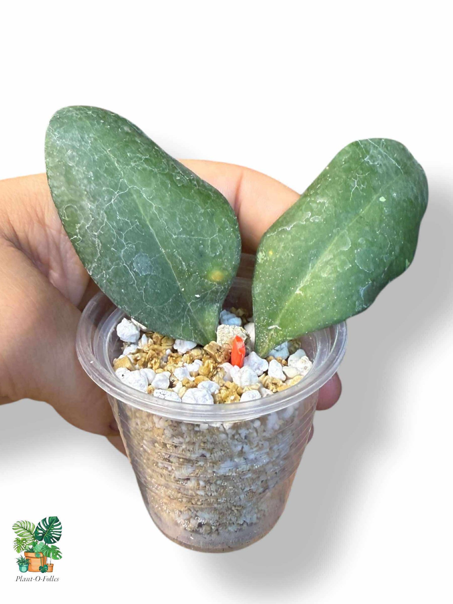 Hoya batutikarensis: rara hoya tropical con un follaje llamativo