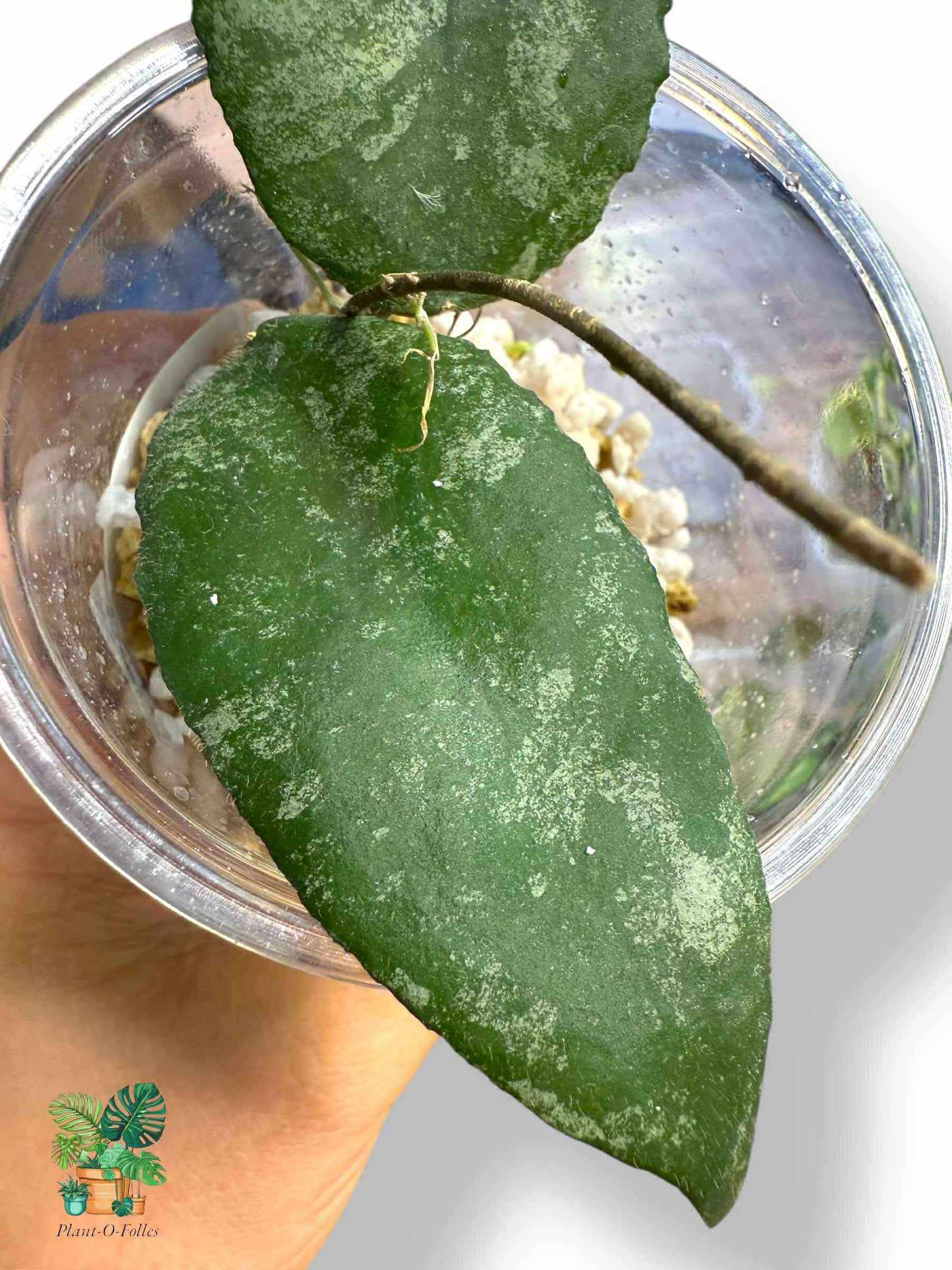 Hoya caudata, aroidea variegada rara, planta tropical de interior, planta de interior con hojas de flecha para coleccionistas.