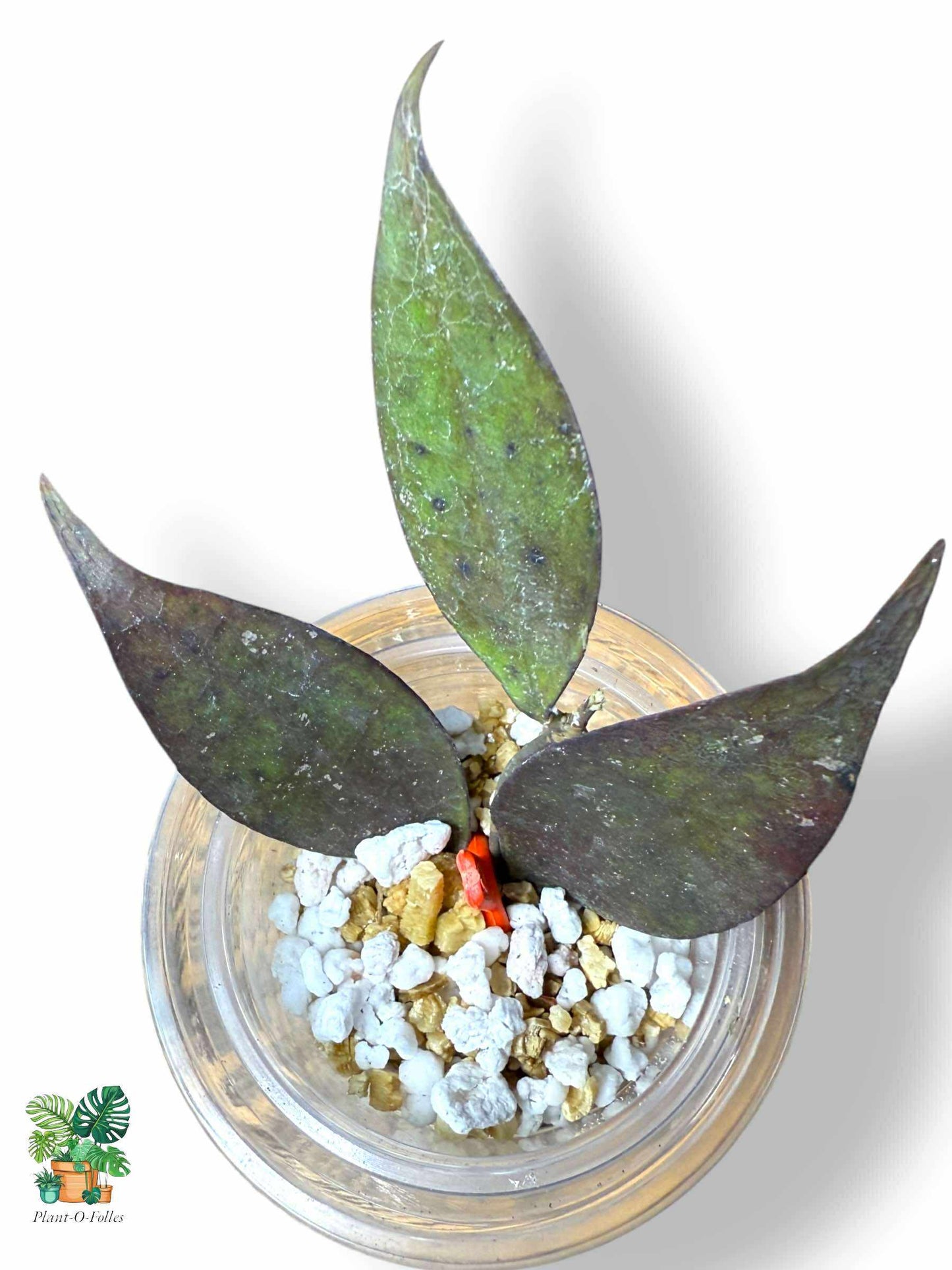 Hoya ignorata: rara hoya tropical con un follaje impresionante
