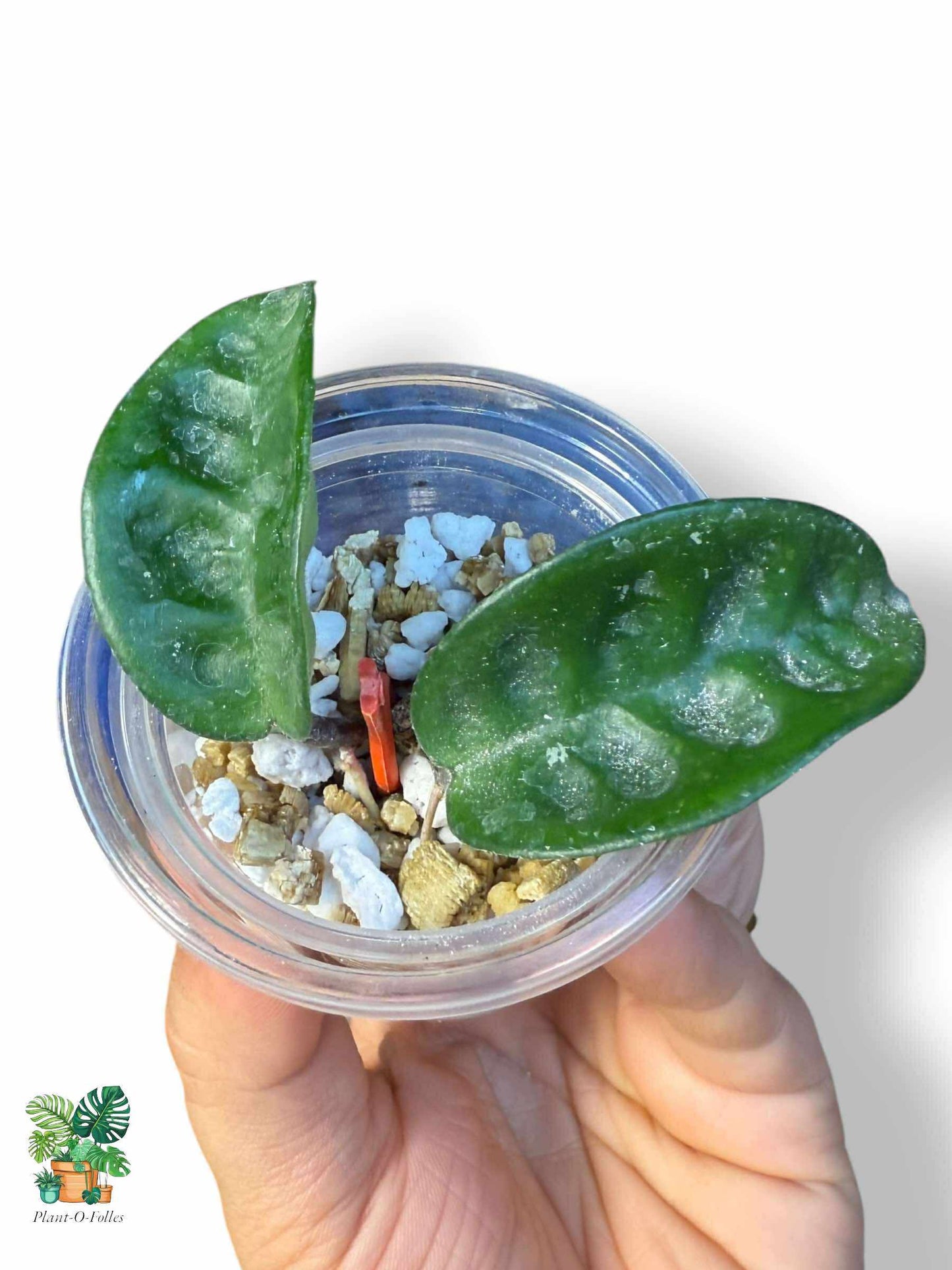 Hoya carnosa Krinkle 8: Hoya tropical rara con follaje arrugado