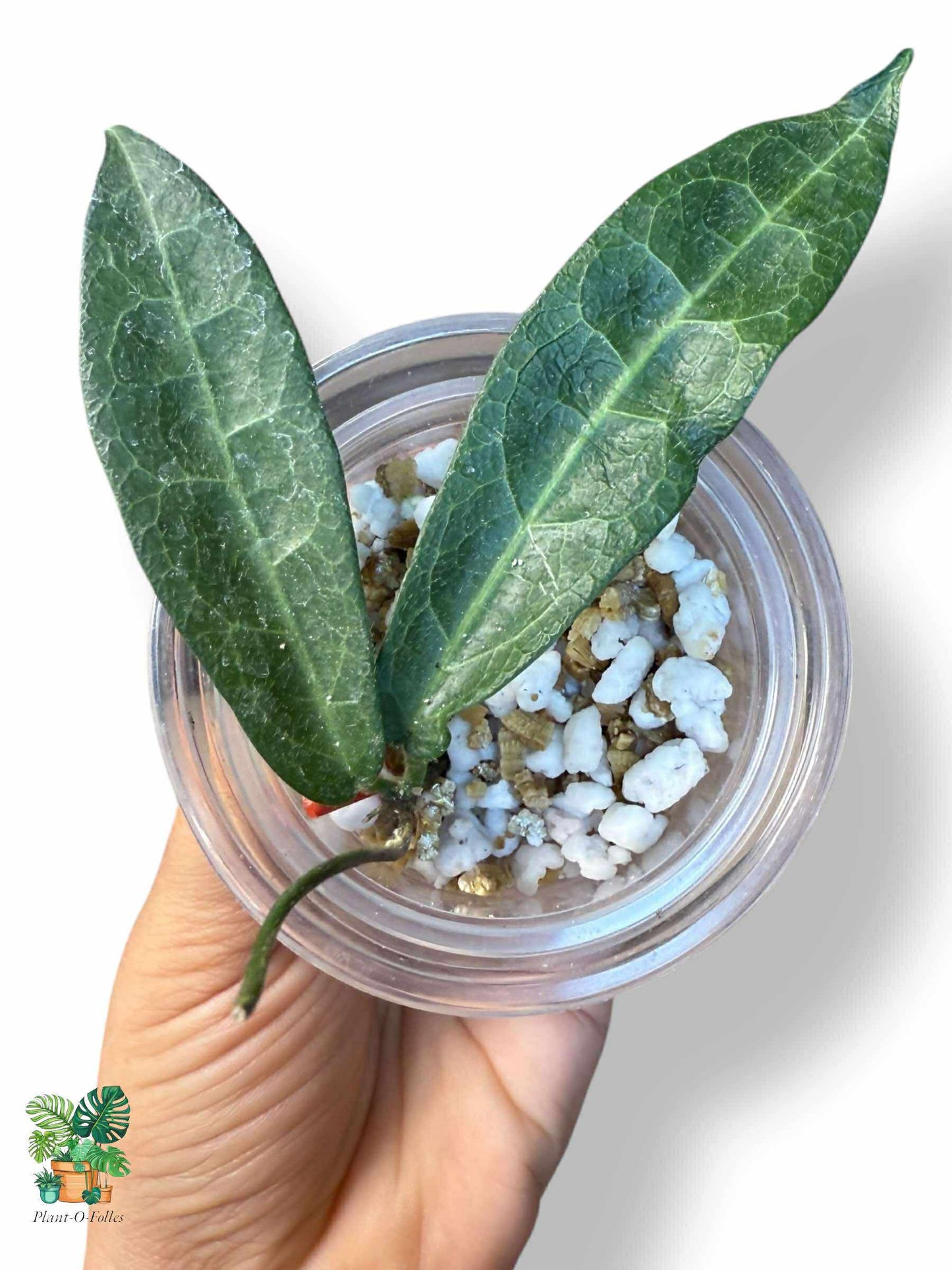Hoya hypolasia, Aroid panaché rare — Hoya tropical rare avec un feuillage époustouflant