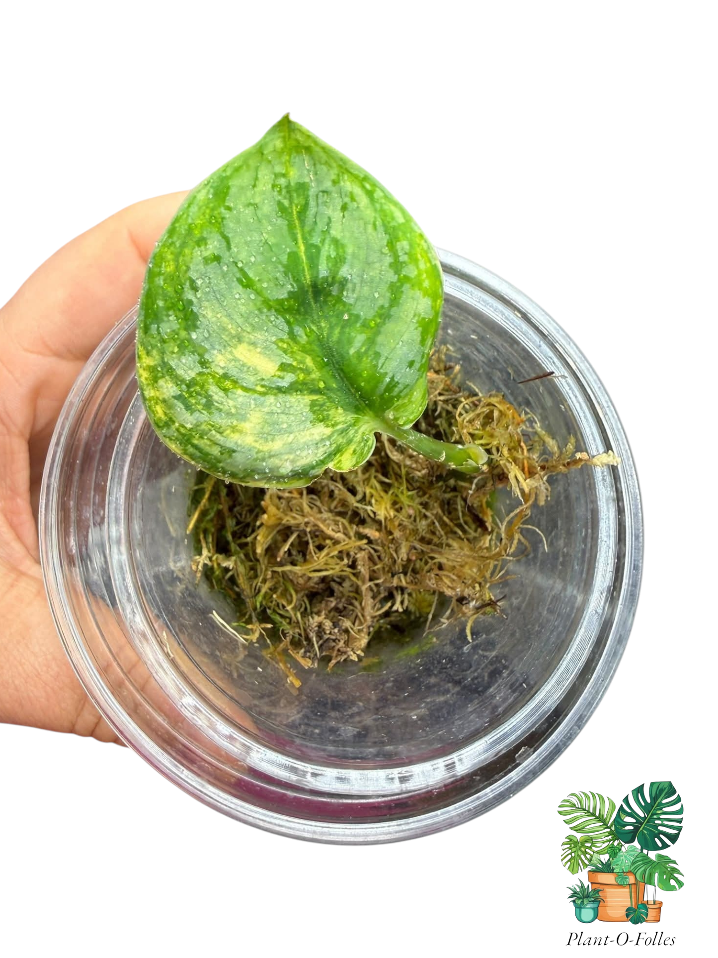 Scindapsus Andalas - Plant - O - Folles