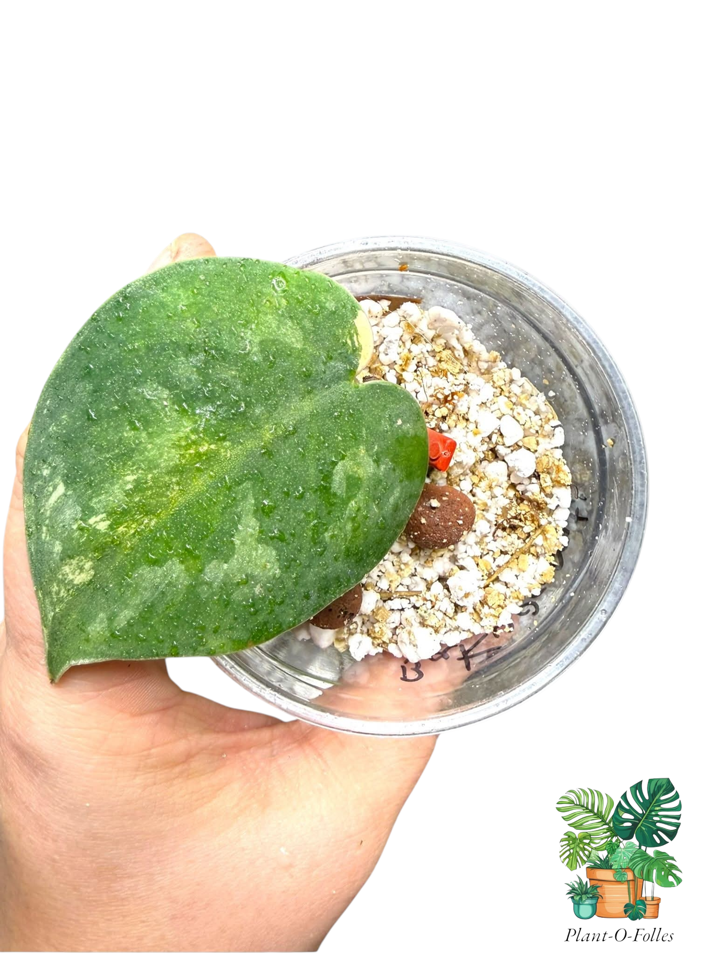 Scindapsus Bakudapati Variegated - Plant - O - Folles