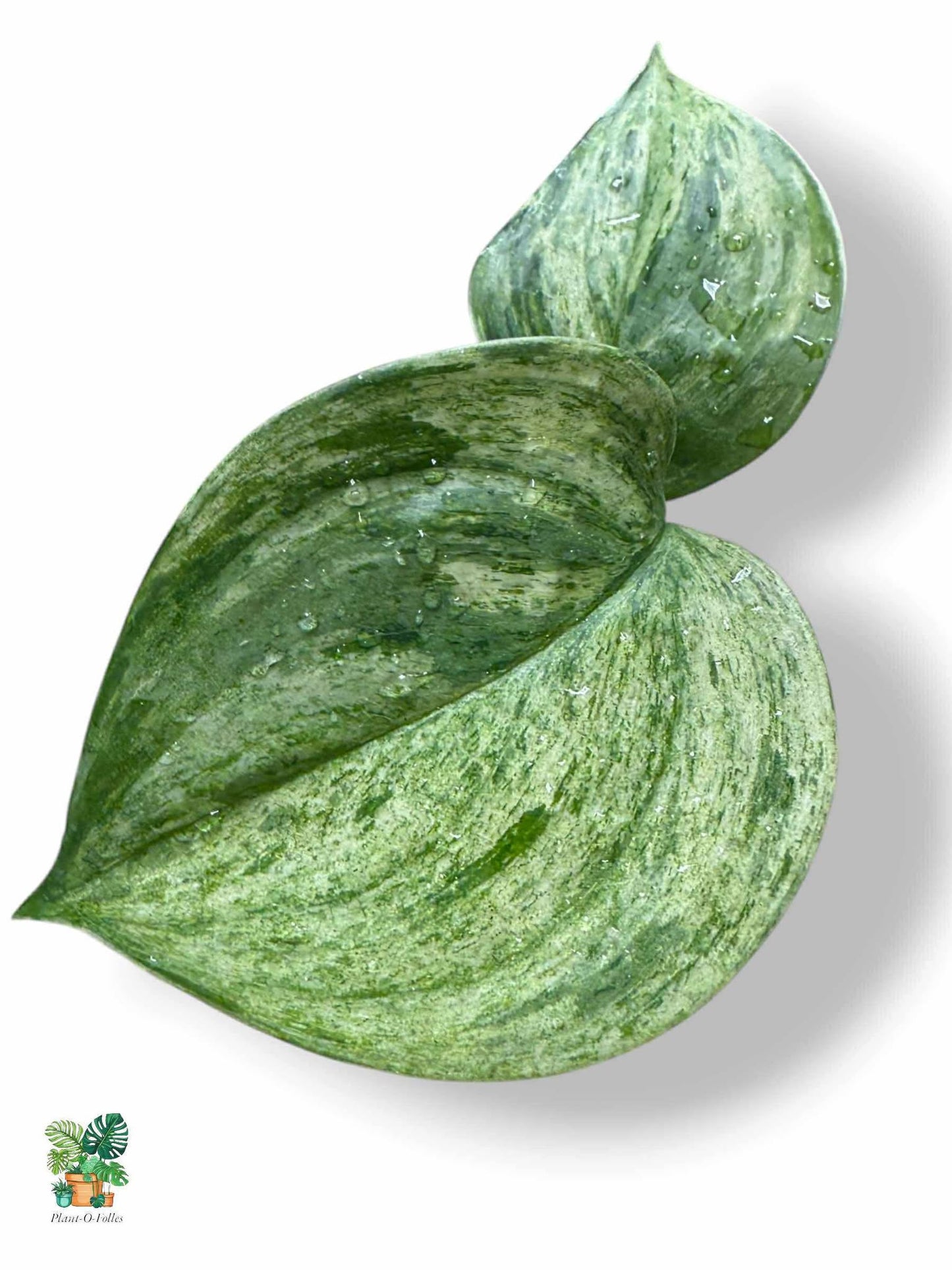 Scindapsus Blue Albo Salaka, Rare Variegated Aroid, Tropical Indoor Plant, Arrow Leaf Houseplant for Collectors - Plant - O - Folles