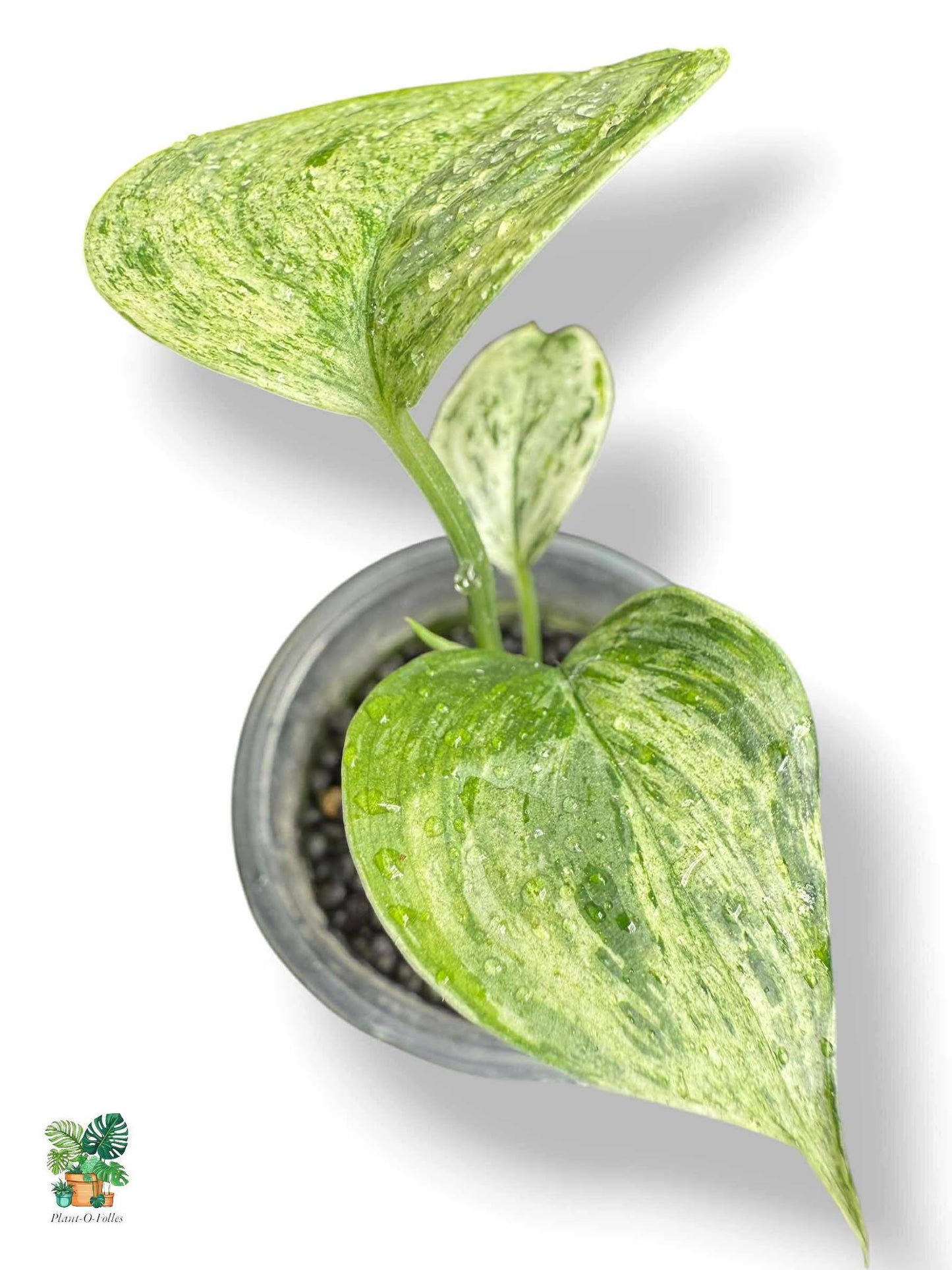 Scindapsus Blue Albo Salaka, Rare Variegated Aroid, Tropical Indoor Plant, Arrow Leaf Houseplant for Collectors - Plant - O - Folles