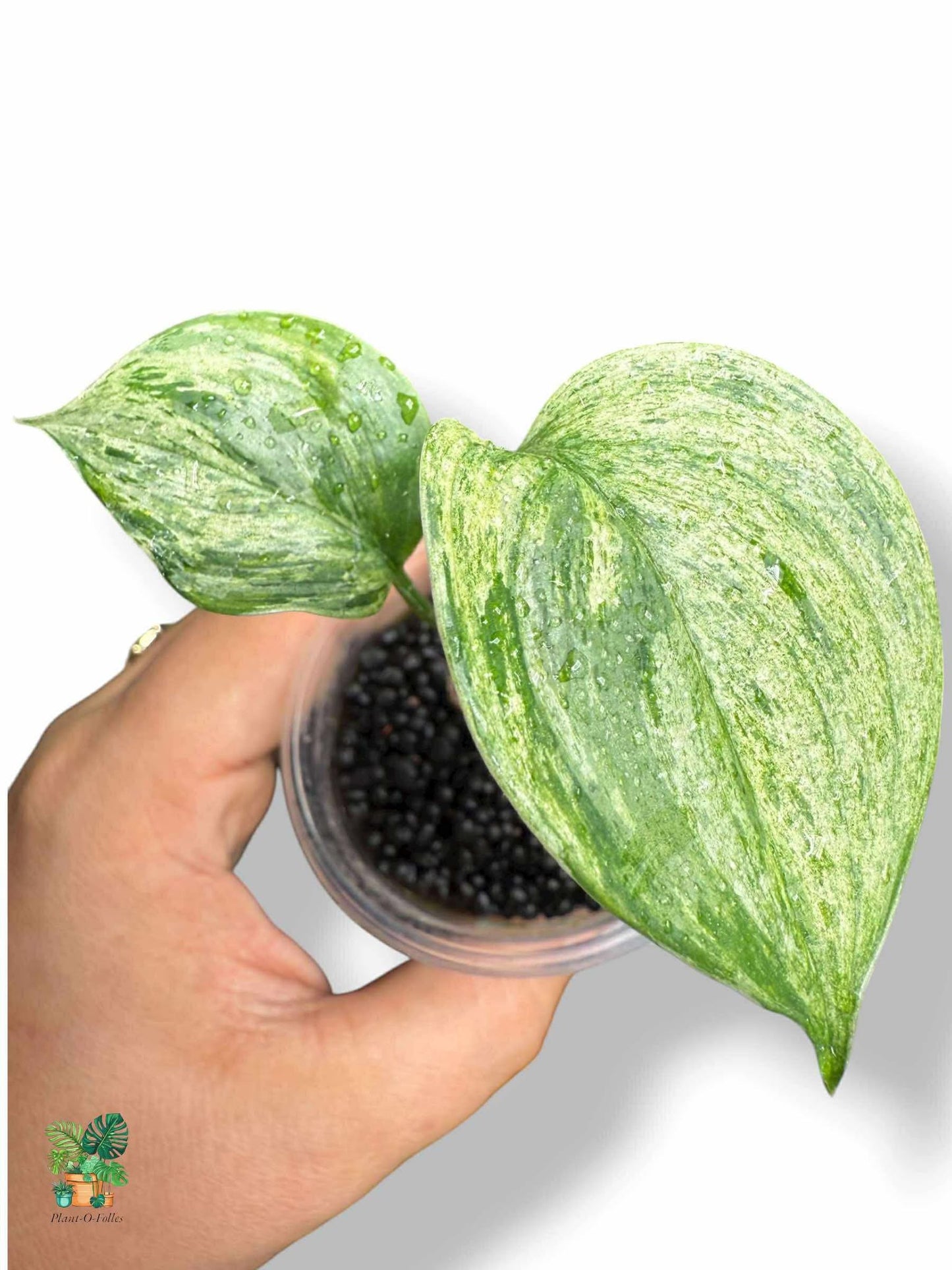 Scindapsus Blue Albo Salaka, Rare Variegated Aroid, Tropical Indoor Plant, Arrow Leaf Houseplant for Collectors - Plant - O - Folles