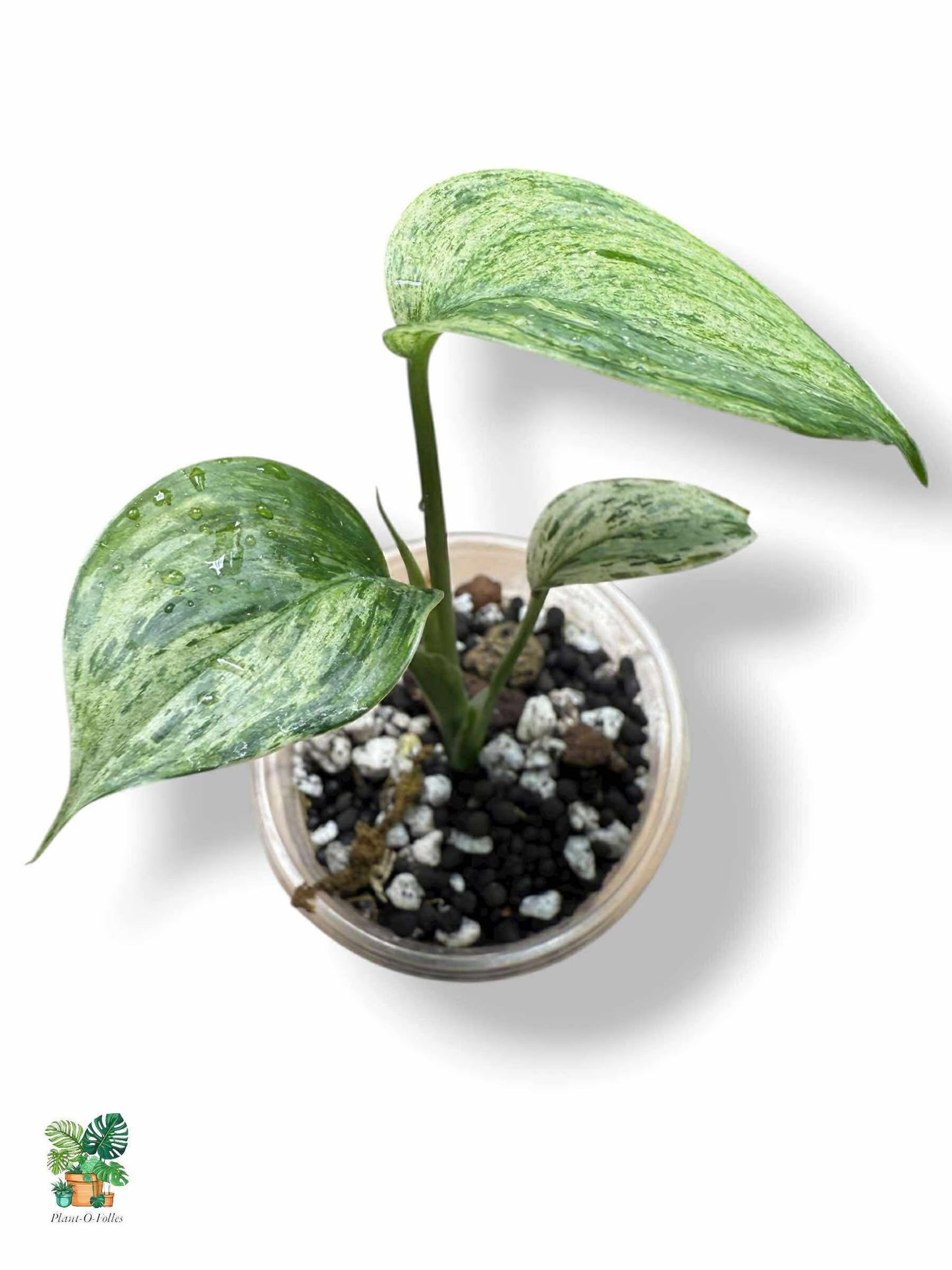 Scindapsus Blue Albo Salaka, Rare Variegated Aroid, Tropical Indoor Plant, Arrow Leaf Houseplant for Collectors - Plant - O - Folles