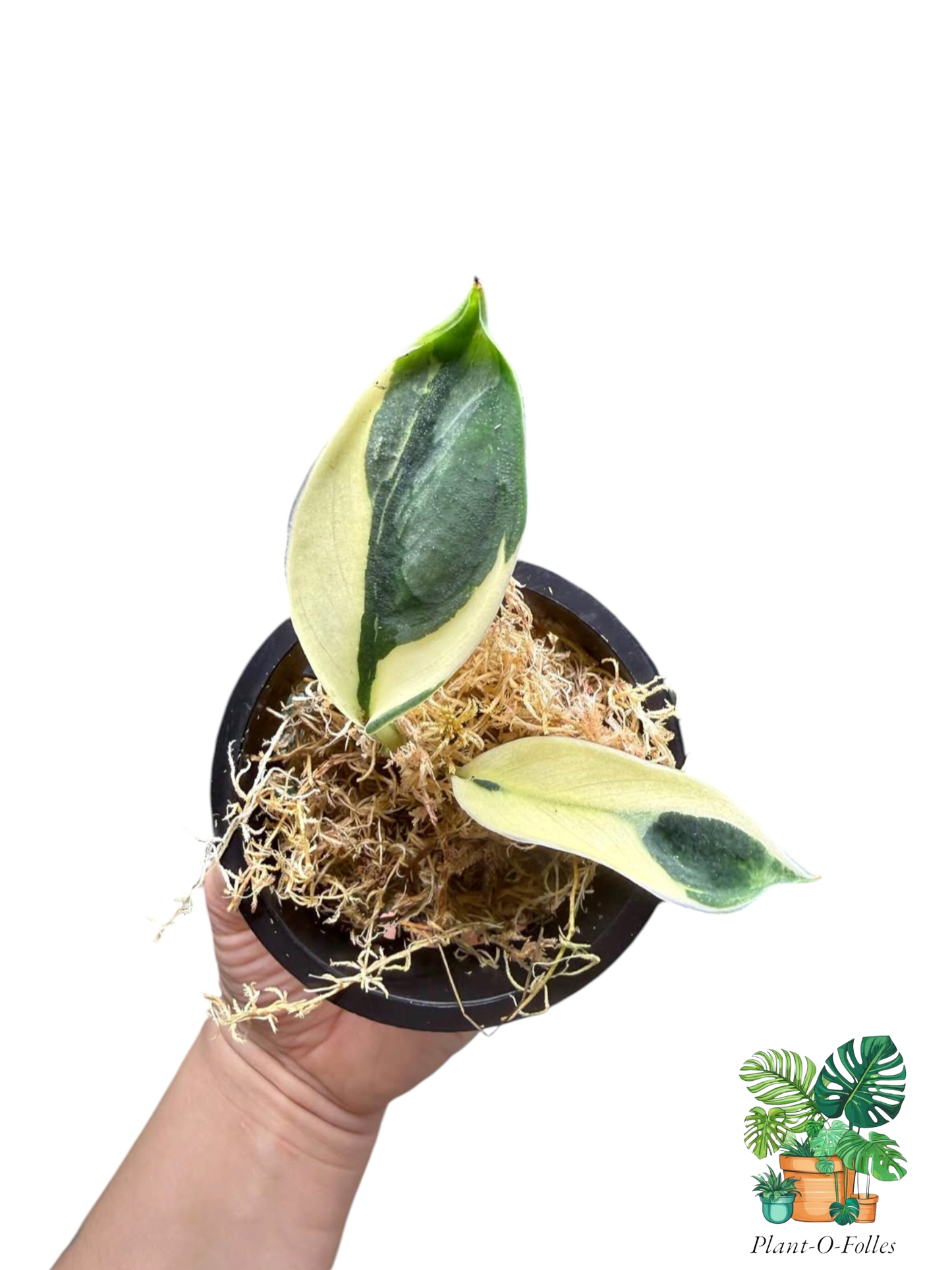 Scindapsus bunaken - Plant - O - Folles