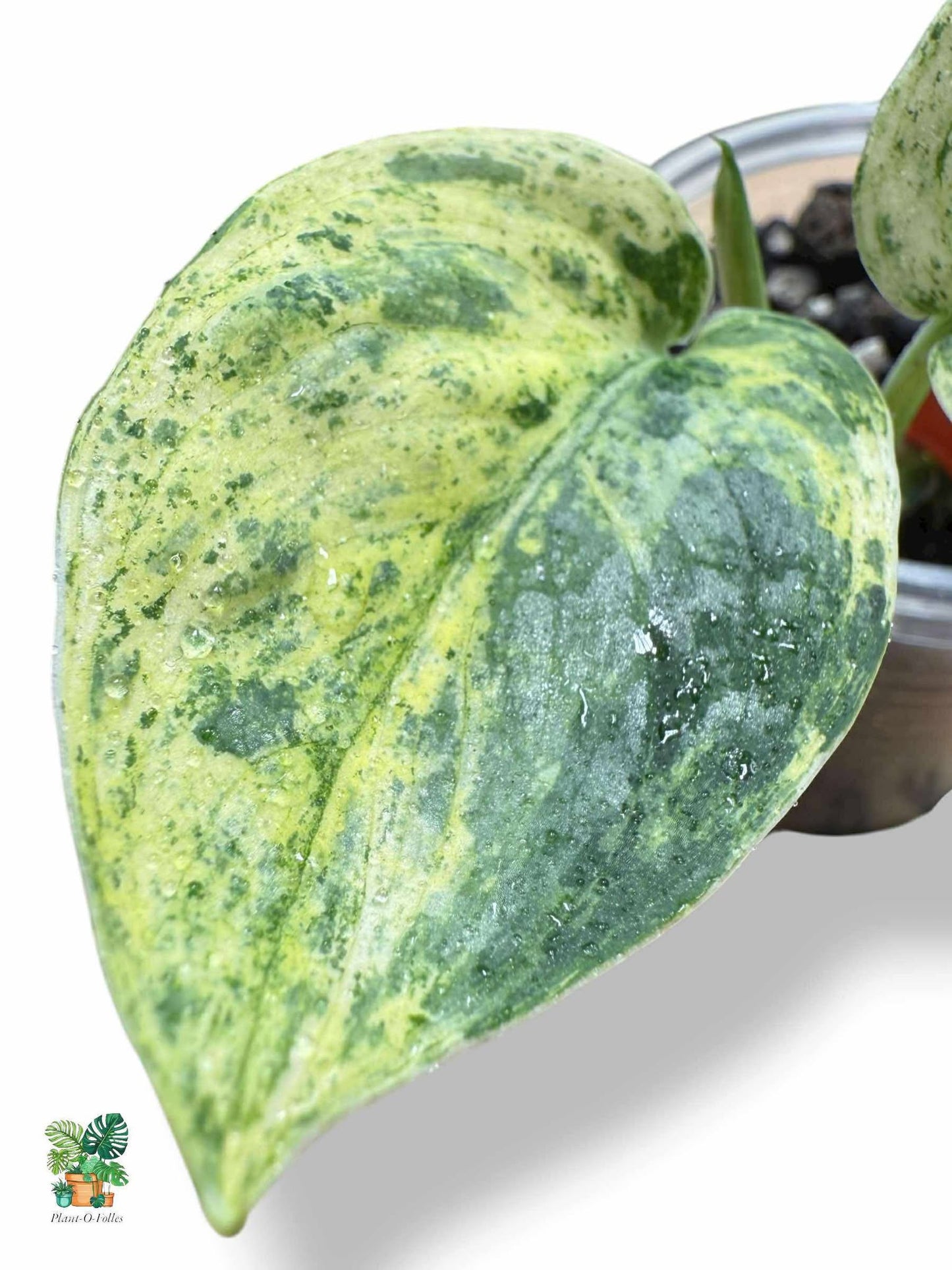 Scindapsus Crème Brûlée, Rare Variegated Aroid, Tropical Indoor Plant, Arrow Leaf Houseplant for Collectors - Plant - O - Folles