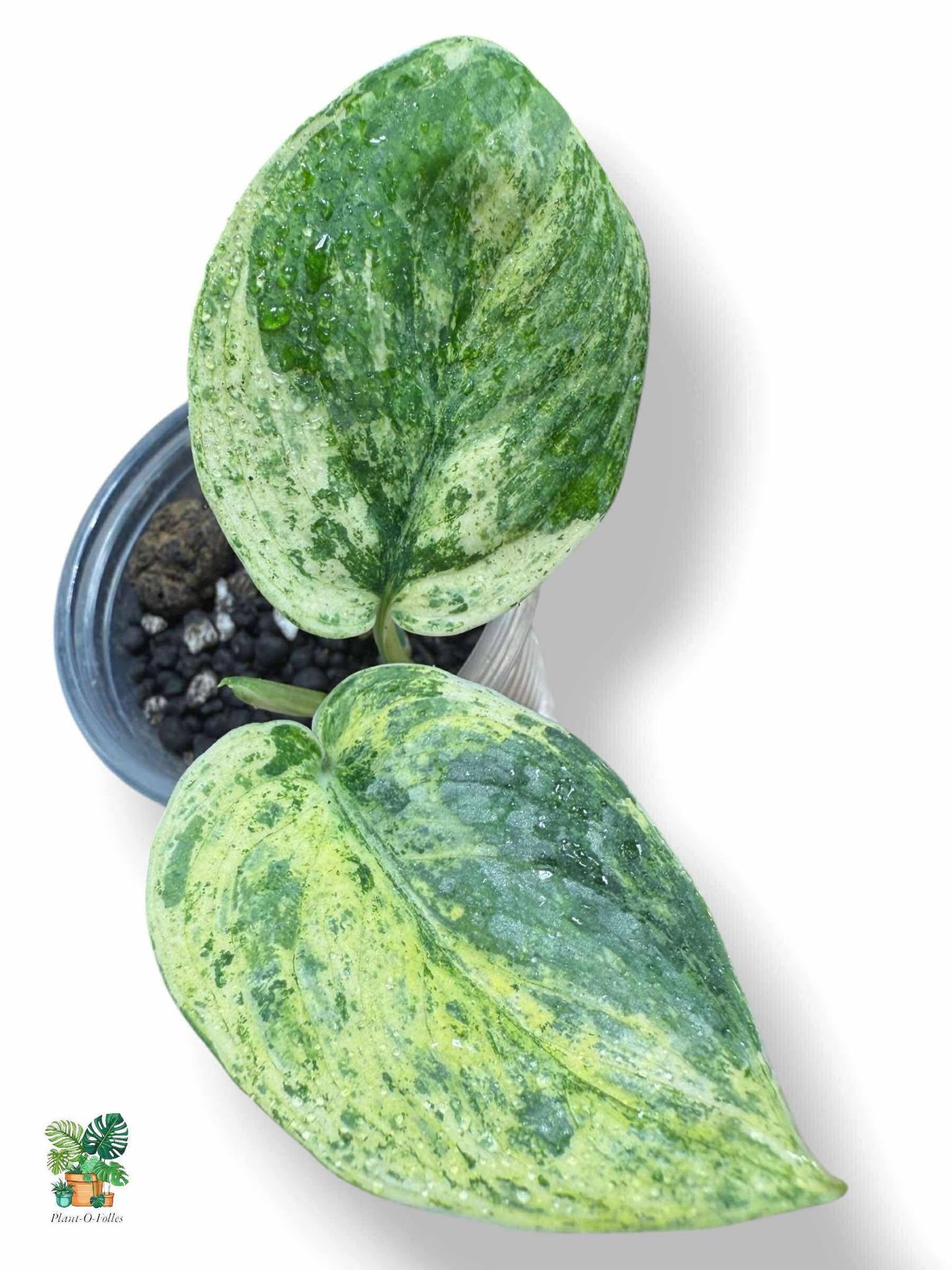 Scindapsus Crème Brûlée, Rare Variegated Aroid, Tropical Indoor Plant, Arrow Leaf Houseplant for Collectors - Plant - O - Folles
