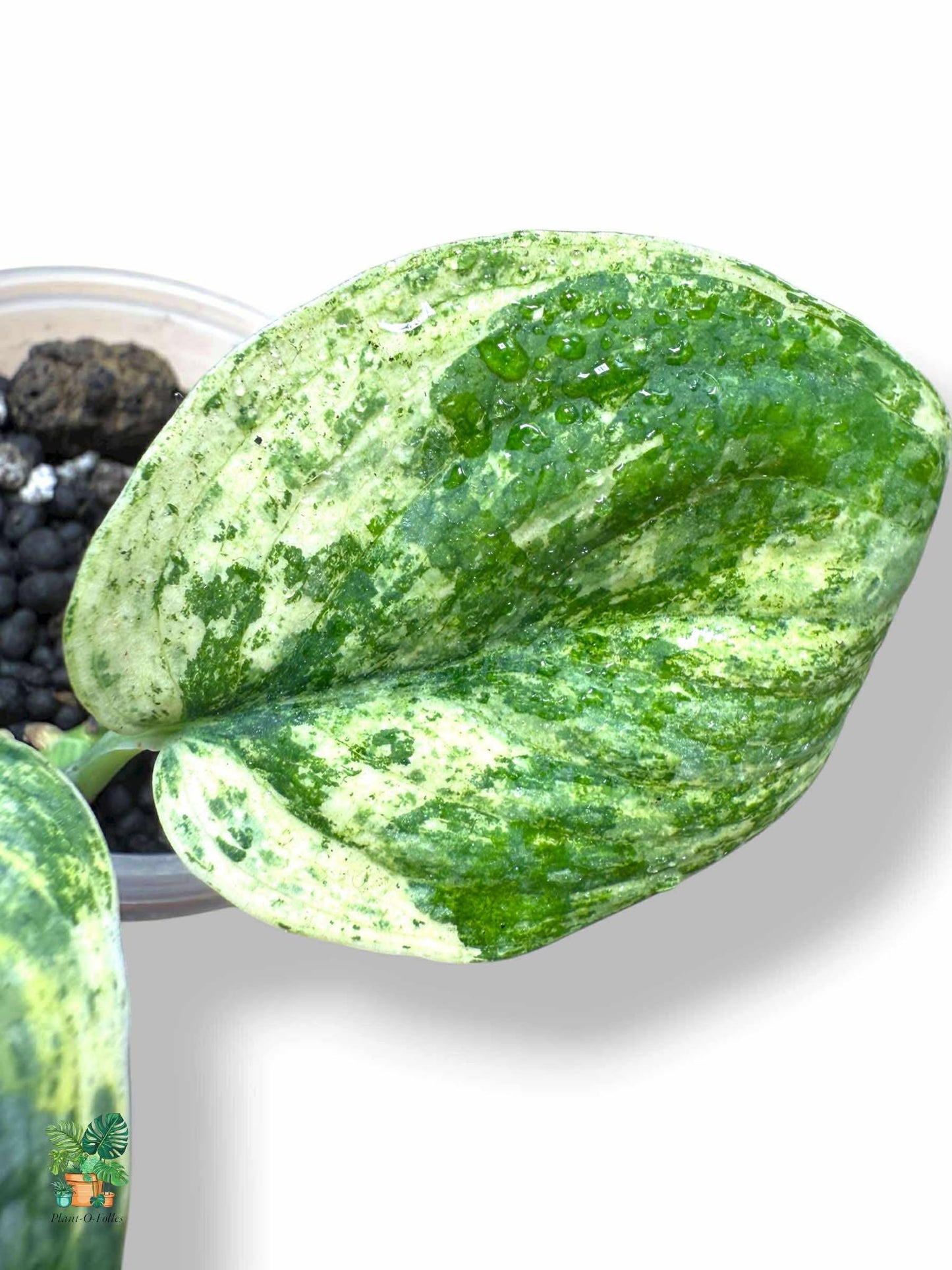 Scindapsus Crème Brûlée, Rare Variegated Aroid, Tropical Indoor Plant, Arrow Leaf Houseplant for Collectors - Plant - O - Folles