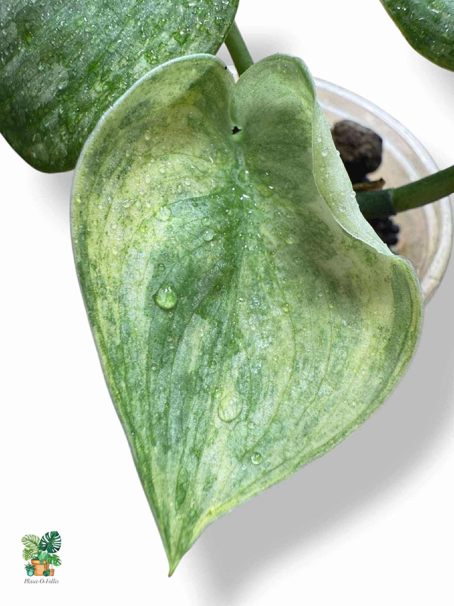 Scindapsus halimoon, Rare Variegated Aroid, Tropical Indoor Plant, Arrow Leaf Houseplant for Collectors - Plant - O - Folles