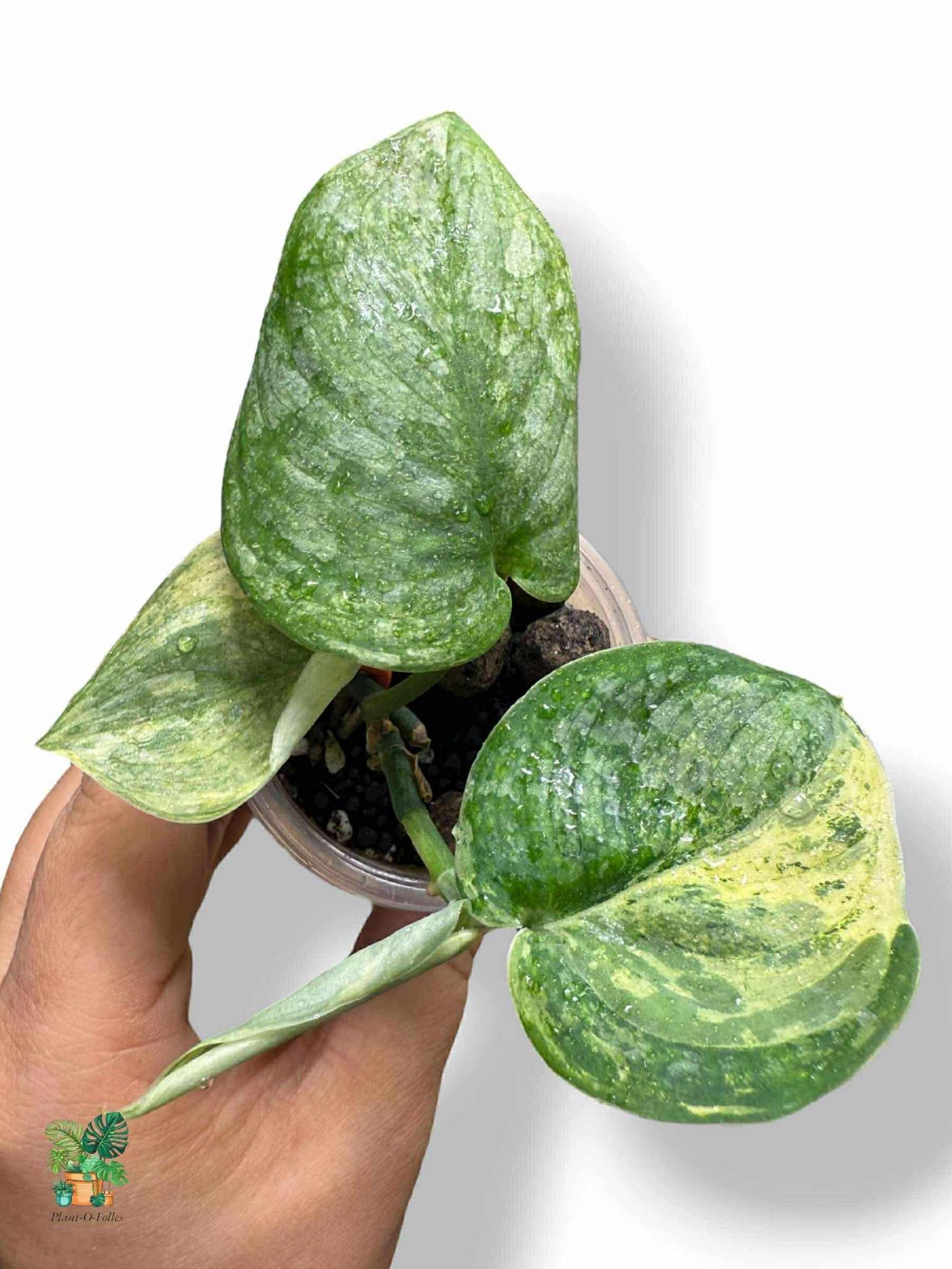 Scindapsus halimoon, Rare Variegated Aroid, Tropical Indoor Plant, Arrow Leaf Houseplant for Collectors - Plant - O - Folles
