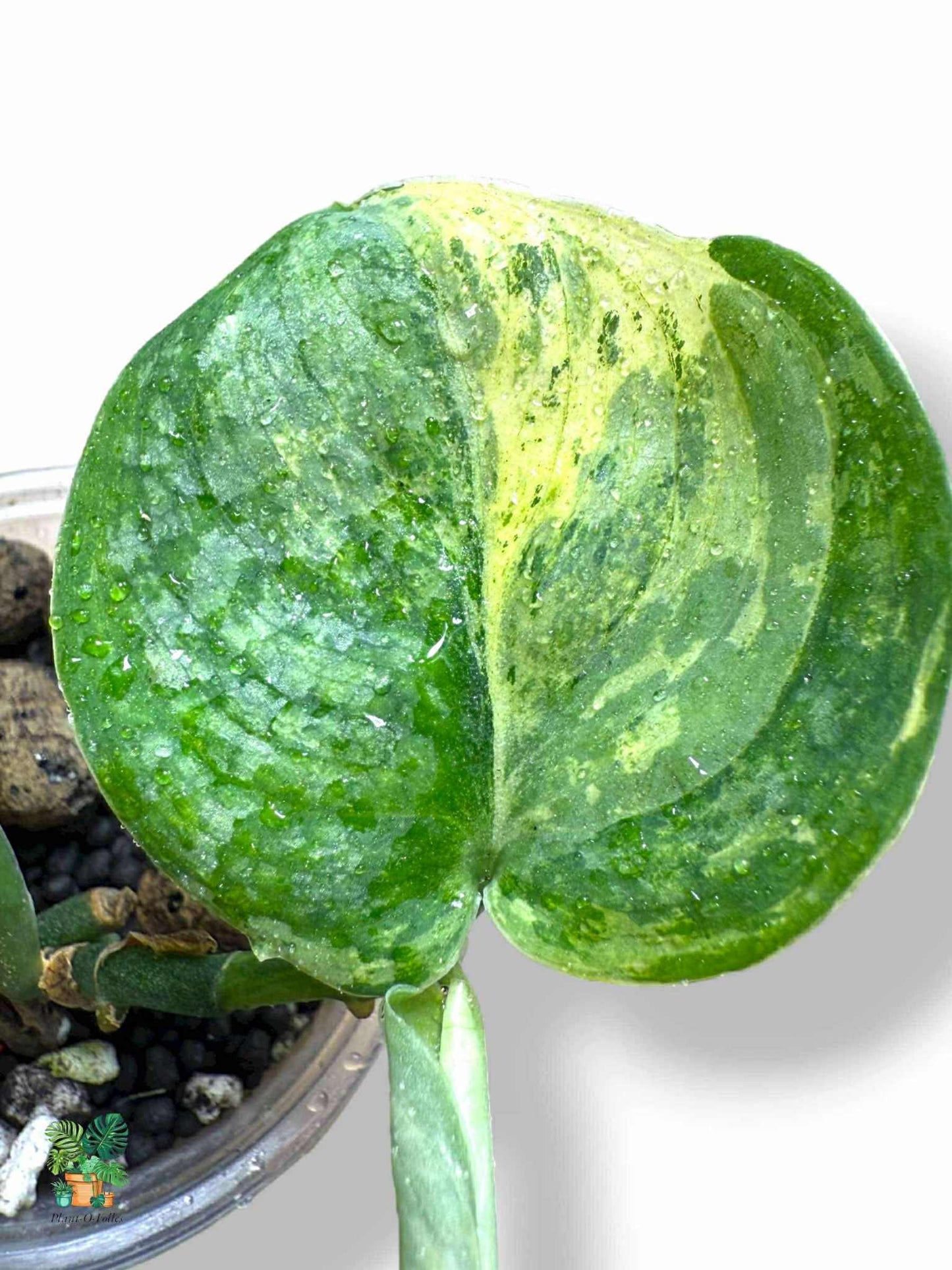 Scindapsus halimoon, Rare Variegated Aroid, Tropical Indoor Plant, Arrow Leaf Houseplant for Collectors - Plant - O - Folles