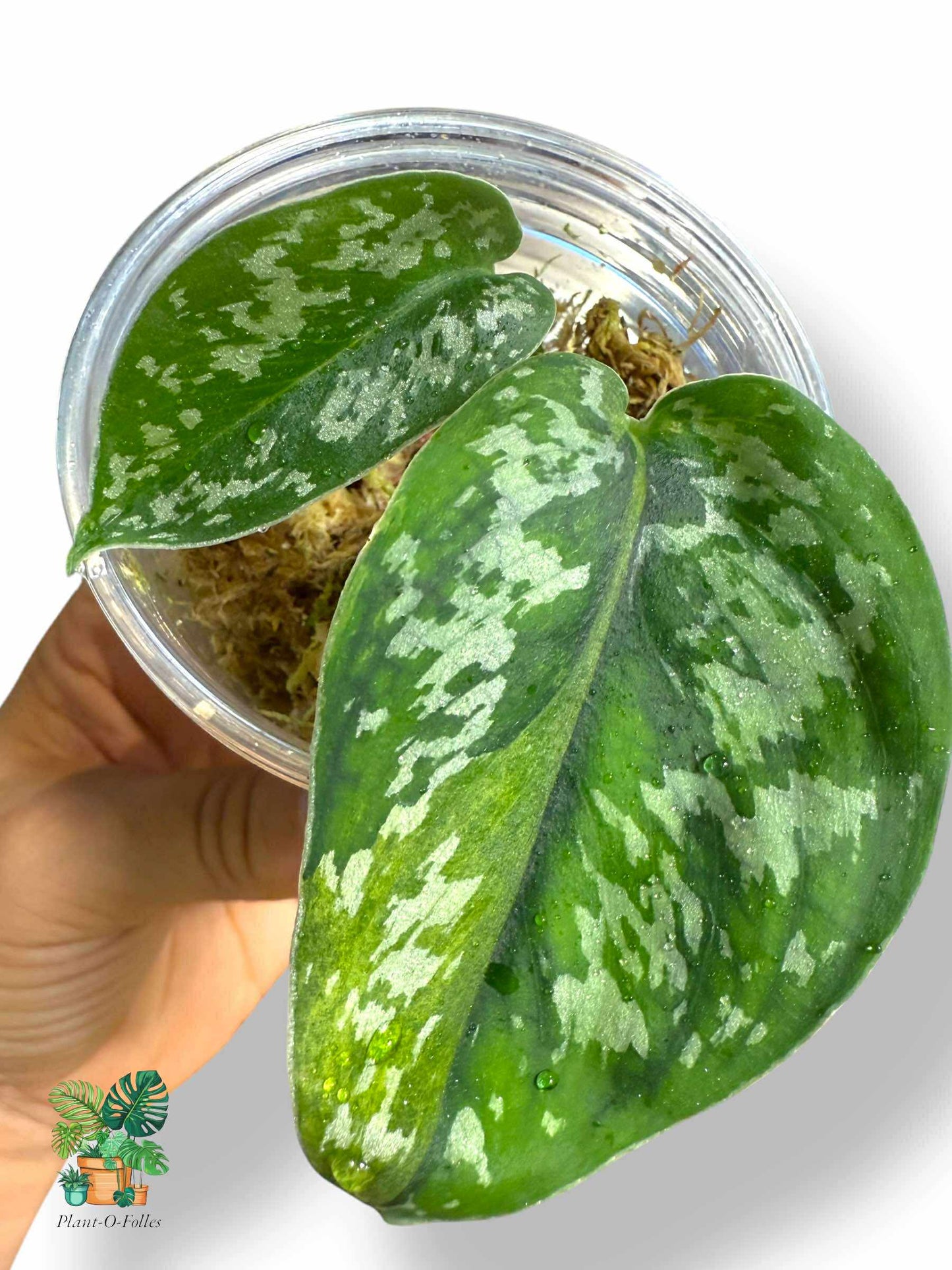 Scindapsus matcha, Rare Variegated Aroid, Tropical Indoor Plant, Arrow Leaf Houseplant for Collectors - Plant - O - Folles
