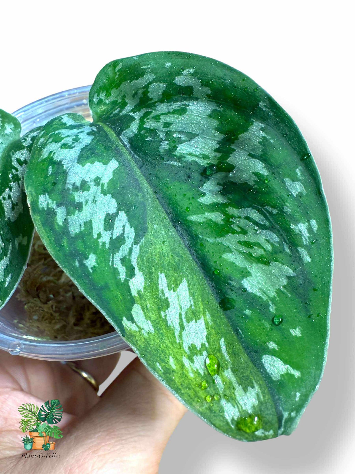 Scindapsus matcha, Rare Variegated Aroid, Tropical Indoor Plant, Arrow Leaf Houseplant for Collectors - Plant - O - Folles