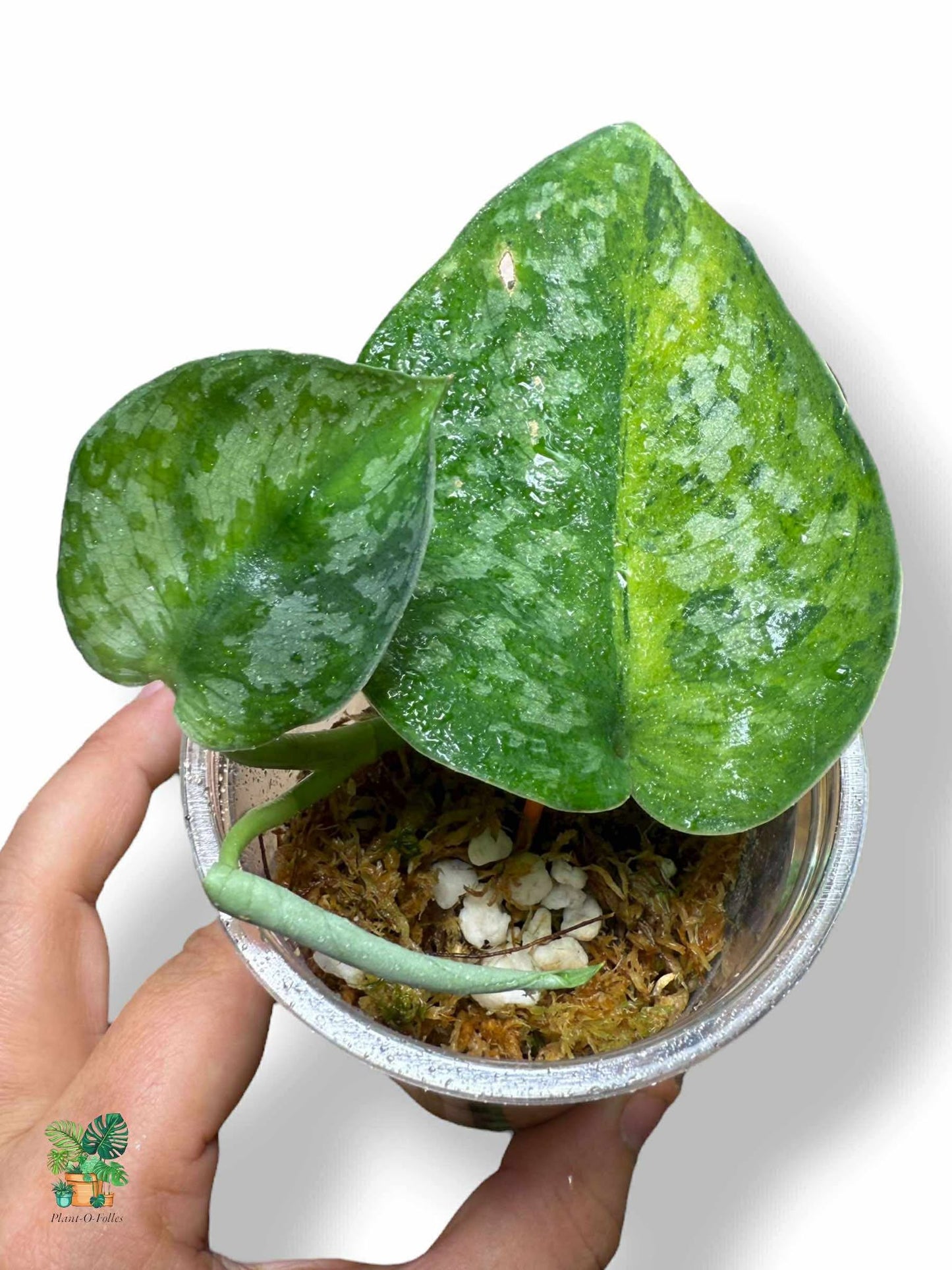 Scindapsus Medallion, Rare Variegated Aroid, Tropical Indoor Plant, Arrow Leaf Houseplant for Collectors - Plant - O - Folles