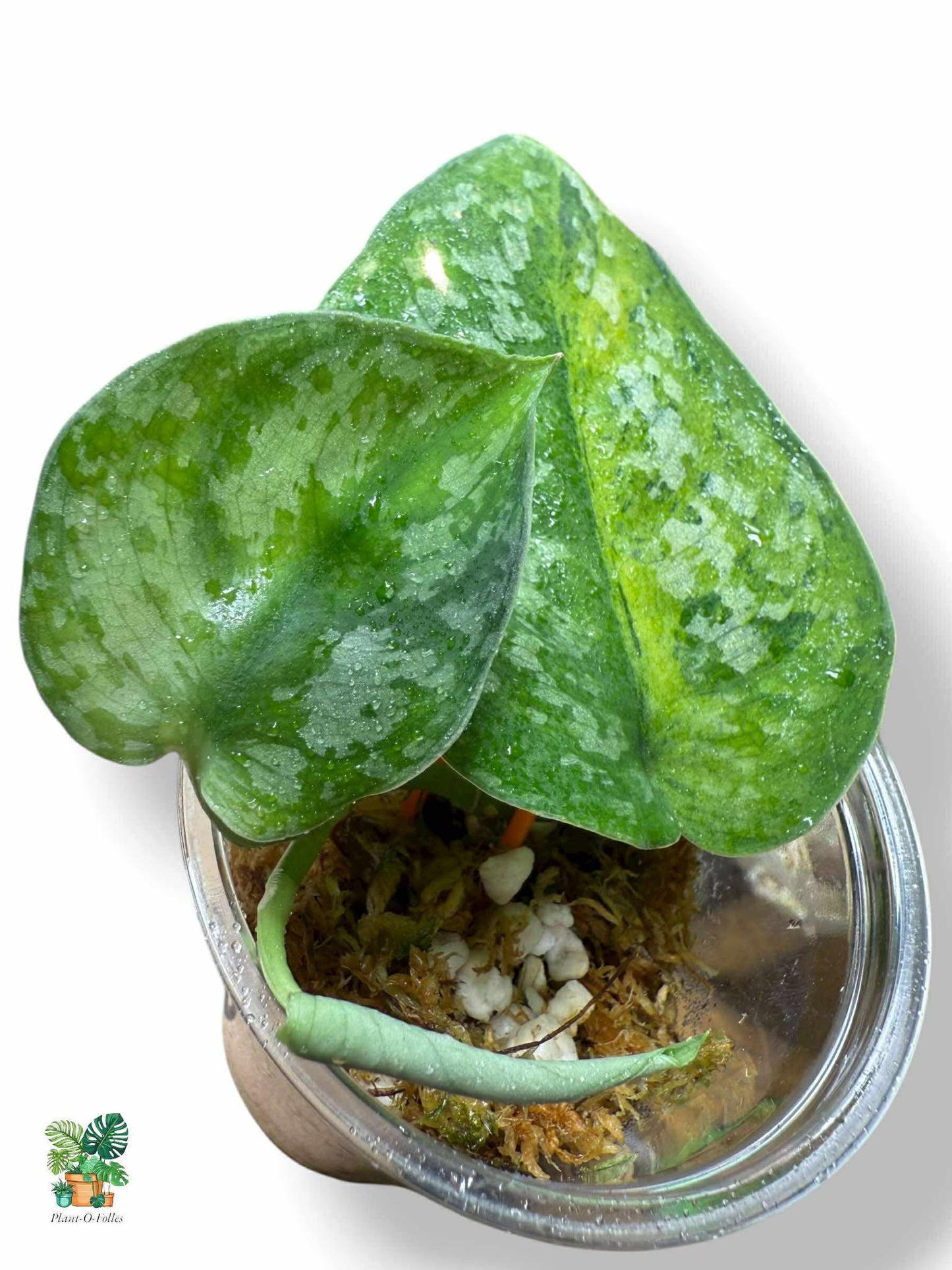 Scindapsus Medallion, Rare Variegated Aroid, Tropical Indoor Plant, Arrow Leaf Houseplant for Collectors - Plant - O - Folles