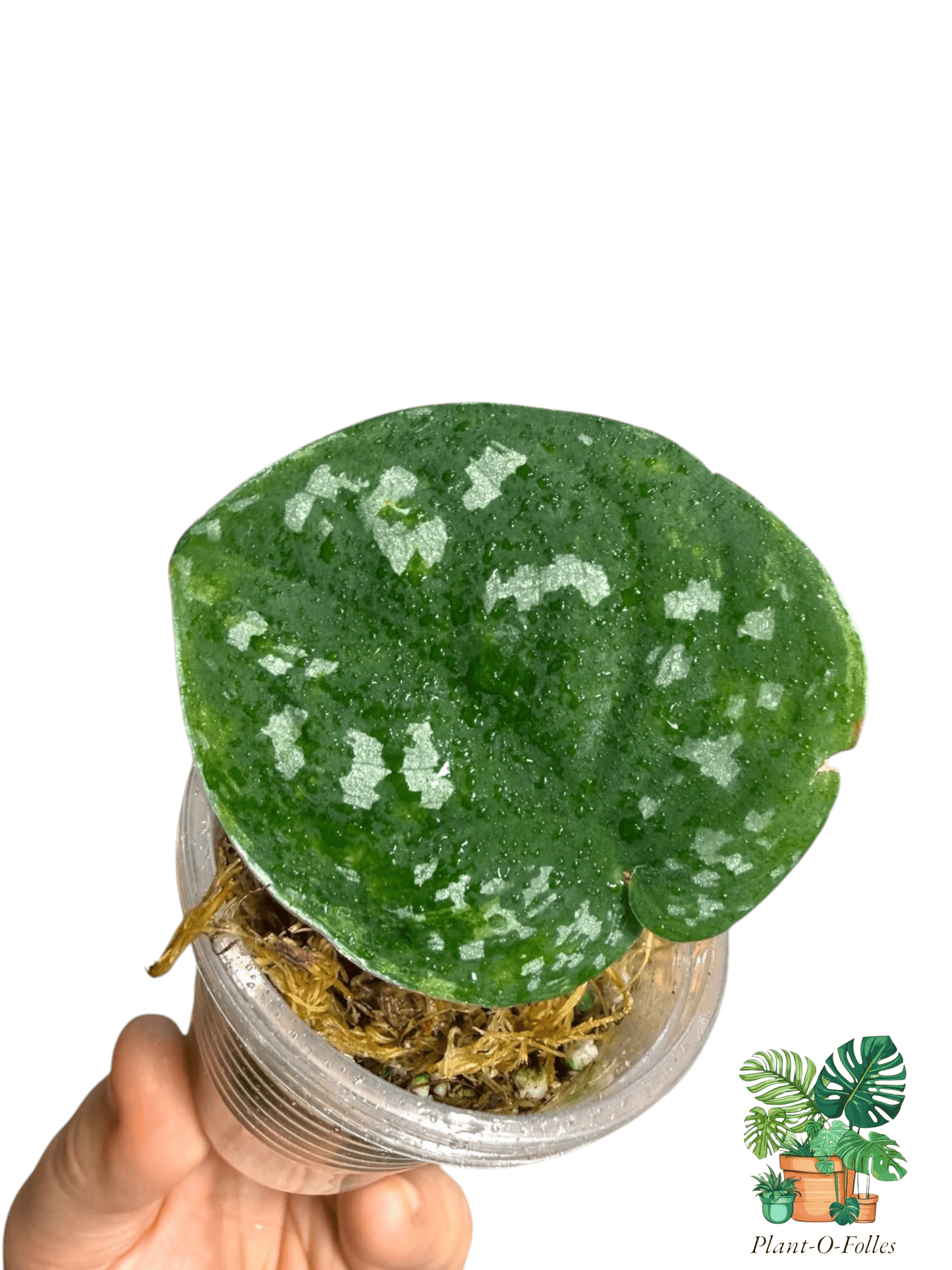 Scindapsus Nebula Variegata - Plant - O - Folles