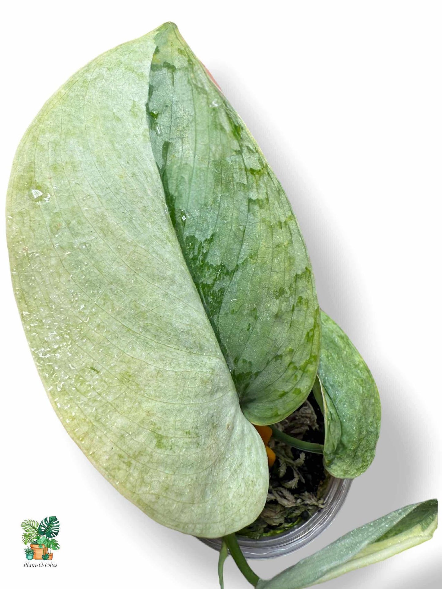 Scindapsus Nirmala, Rare Variegated Aroid, Tropical Indoor Plant, Arrow Leaf Houseplant for Collectors - Plant - O - Folles