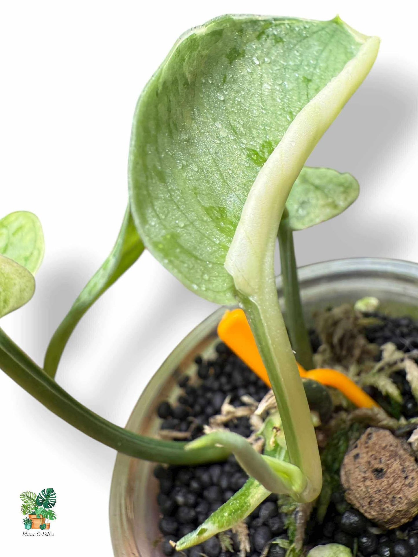 Scindapsus Nirmala, Rare Variegated Aroid, Tropical Indoor Plant, Arrow Leaf Houseplant for Collectors - Plant - O - Folles