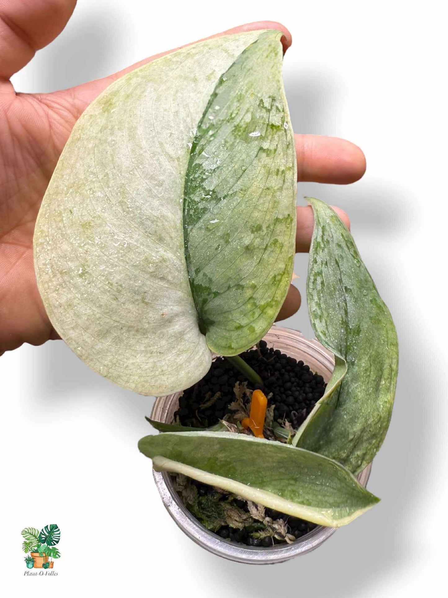 Scindapsus Nirmala, Rare Variegated Aroid, Tropical Indoor Plant, Arrow Leaf Houseplant for Collectors - Plant - O - Folles