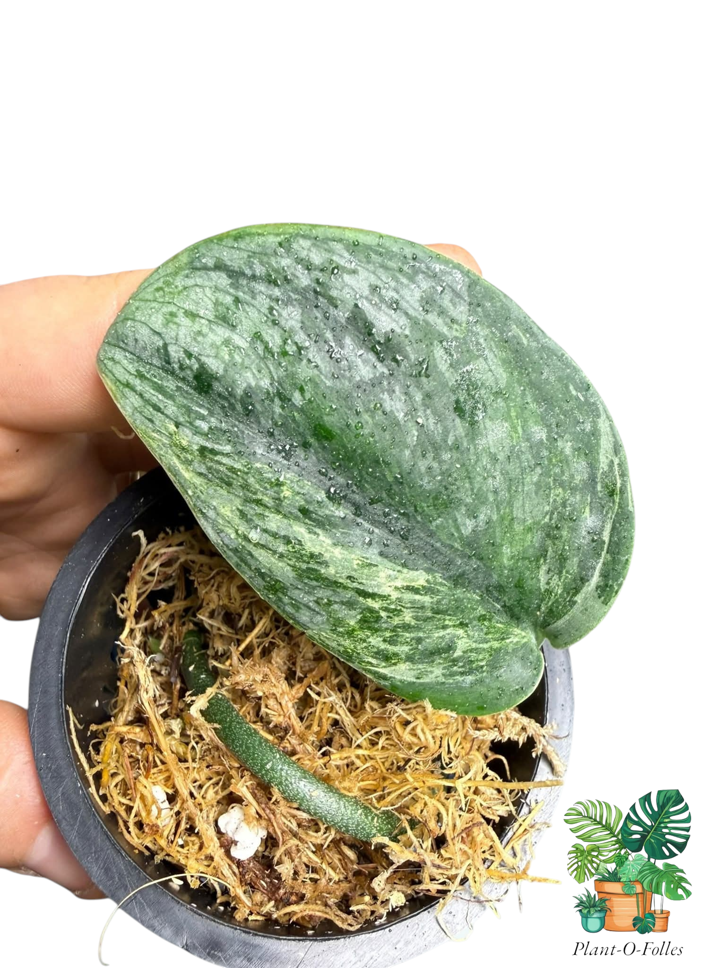 Scindapsus parahyangan - Plant - O - Folles