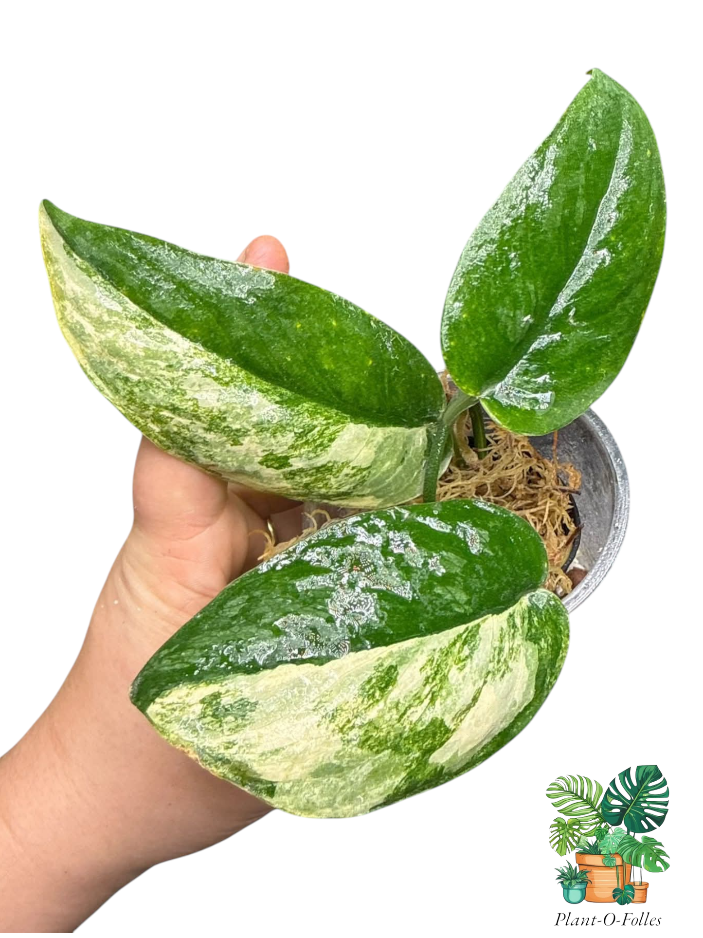 Scindapsus ‘Parahyangan Tricolor’ - Panachure tricolore unique - Plant - O - Folles