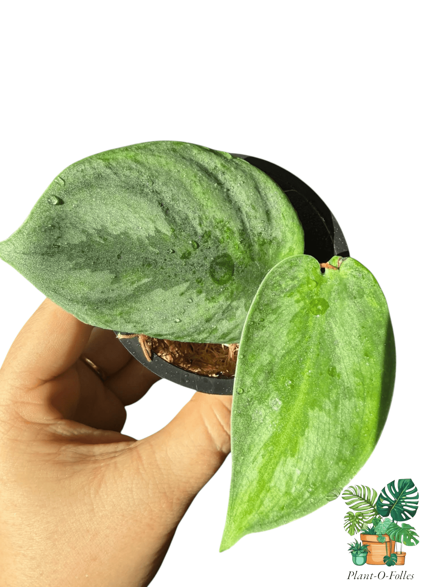 Scindapsus silver knight aurea - Plant - O - Folles