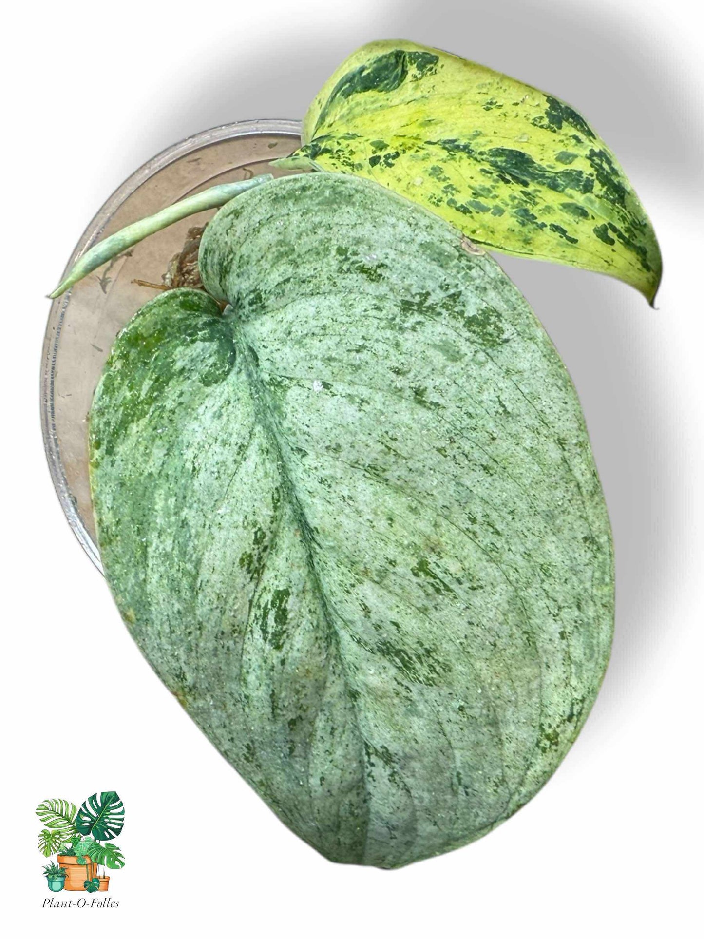Scindapsus Silver Mint, Rare Variegated Aroid, Tropical Indoor Plant, Arrow Leaf Houseplant for Collectors - Plant - O - Folles