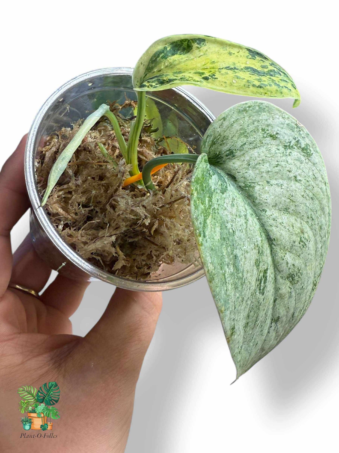 Scindapsus Silver Mint, Rare Variegated Aroid, Tropical Indoor Plant, Arrow Leaf Houseplant for Collectors - Plant - O - Folles