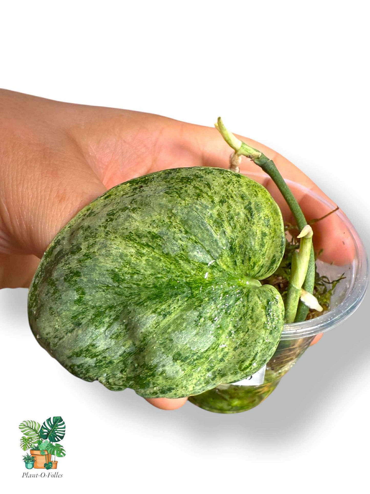 Scindapsus Silver Platinum, Rare Variegated Aroid, Tropical Indoor Plant, Arrow Leaf Houseplant for Collectors - Plant - O - Folles