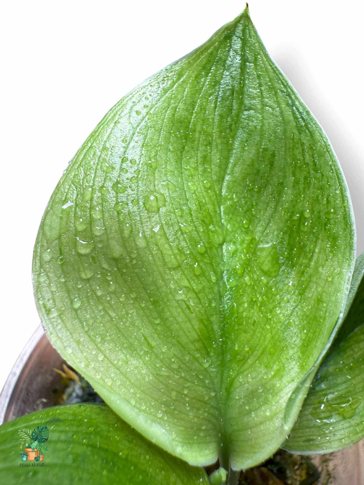 Scindapsus Treubii Moonlight Green on Green, Rare Variegated Aroid, Tropical Indoor Plant, Arrow Leaf Houseplant for Collectors - Plant - O - Folles