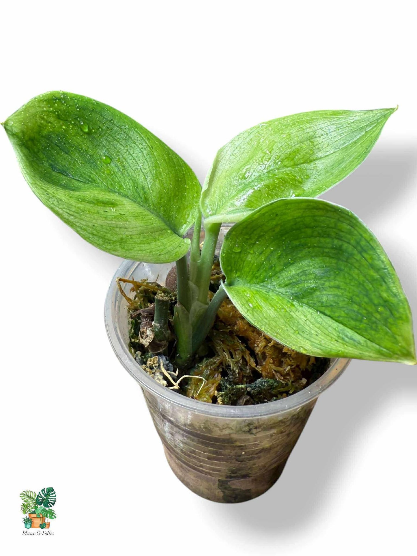 Scindapsus Treubii Moonlight Green on Green, Rare Variegated Aroid, Tropical Indoor Plant, Arrow Leaf Houseplant for Collectors - Plant - O - Folles